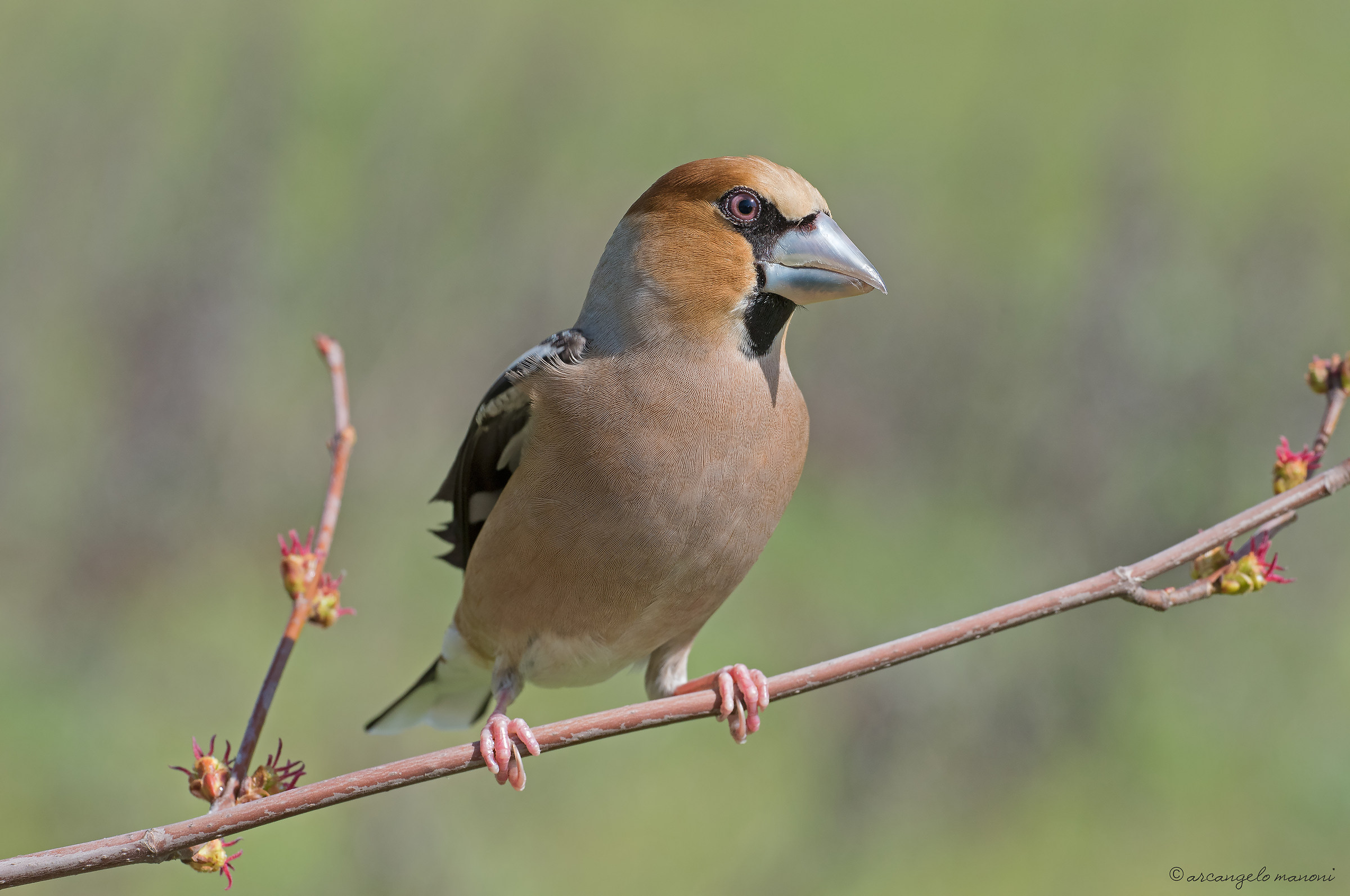 Frosone '' mon amour ''