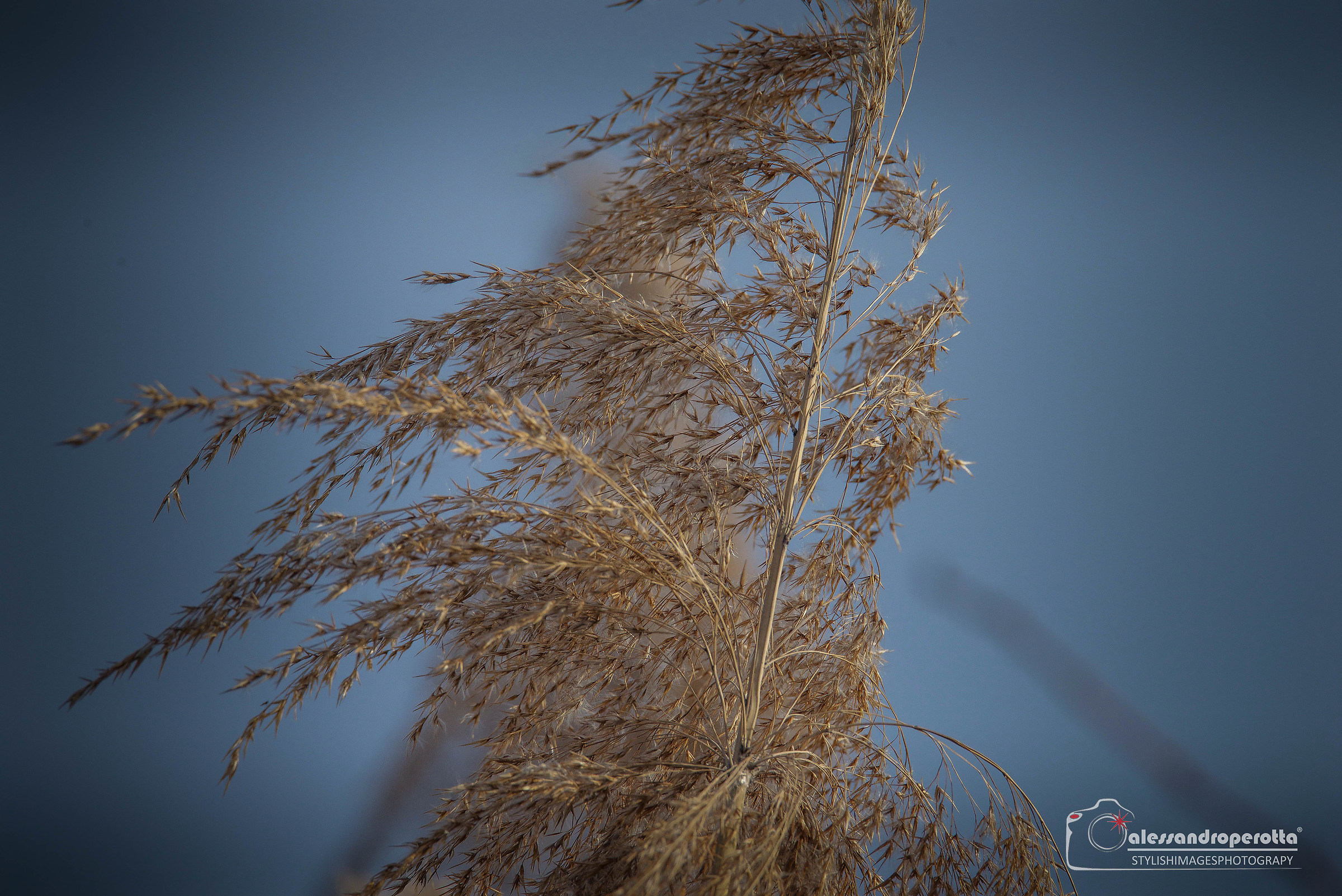 Caressed by the wind ...