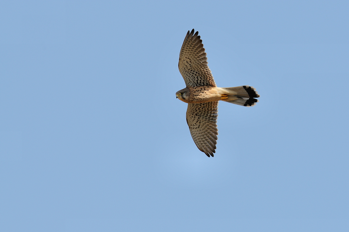 Kestrel