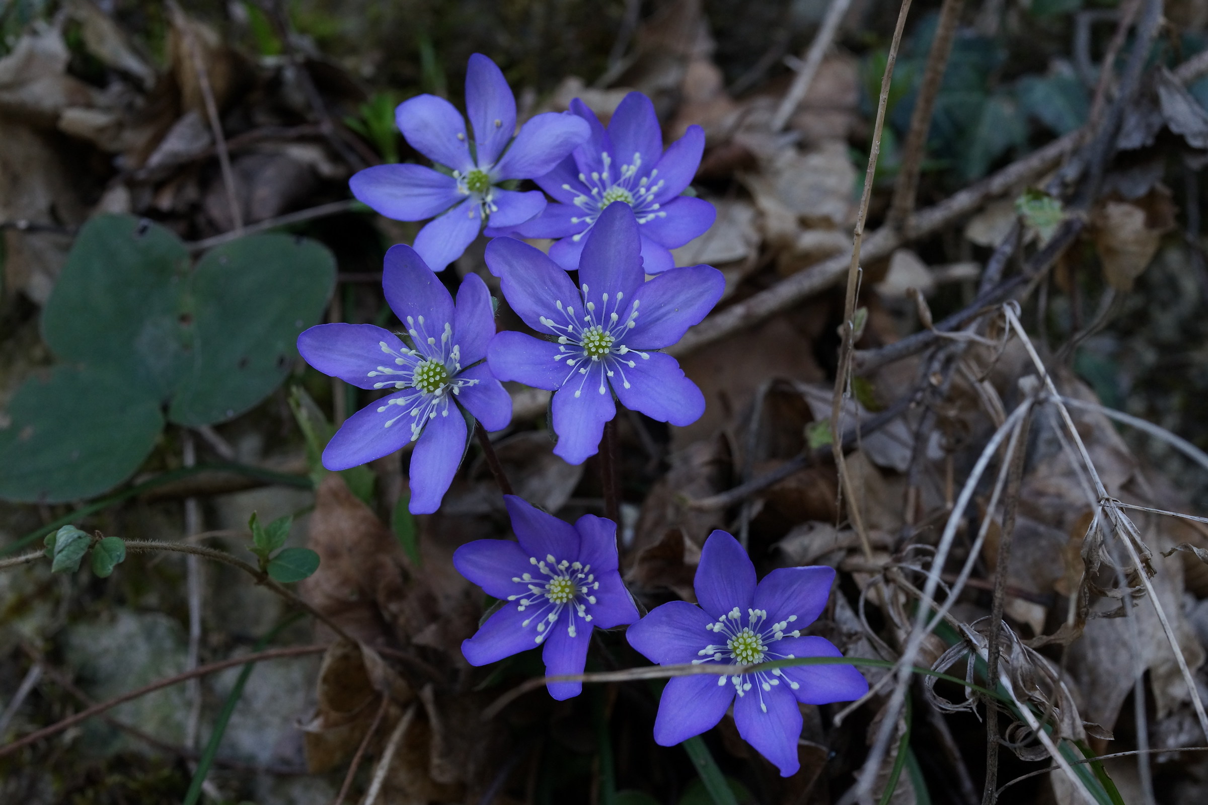 Anemone Hepatica