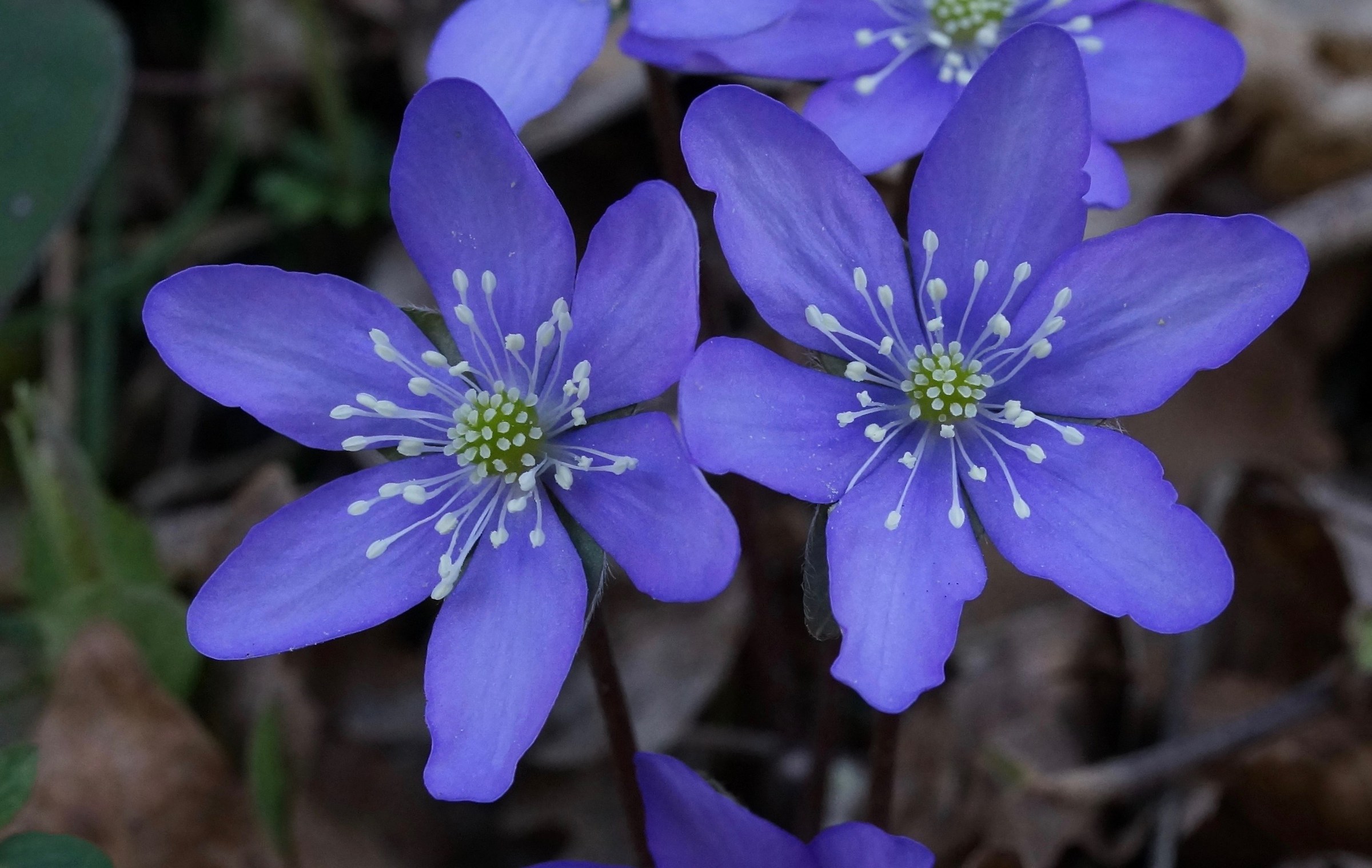 Anemone Hepatica 2