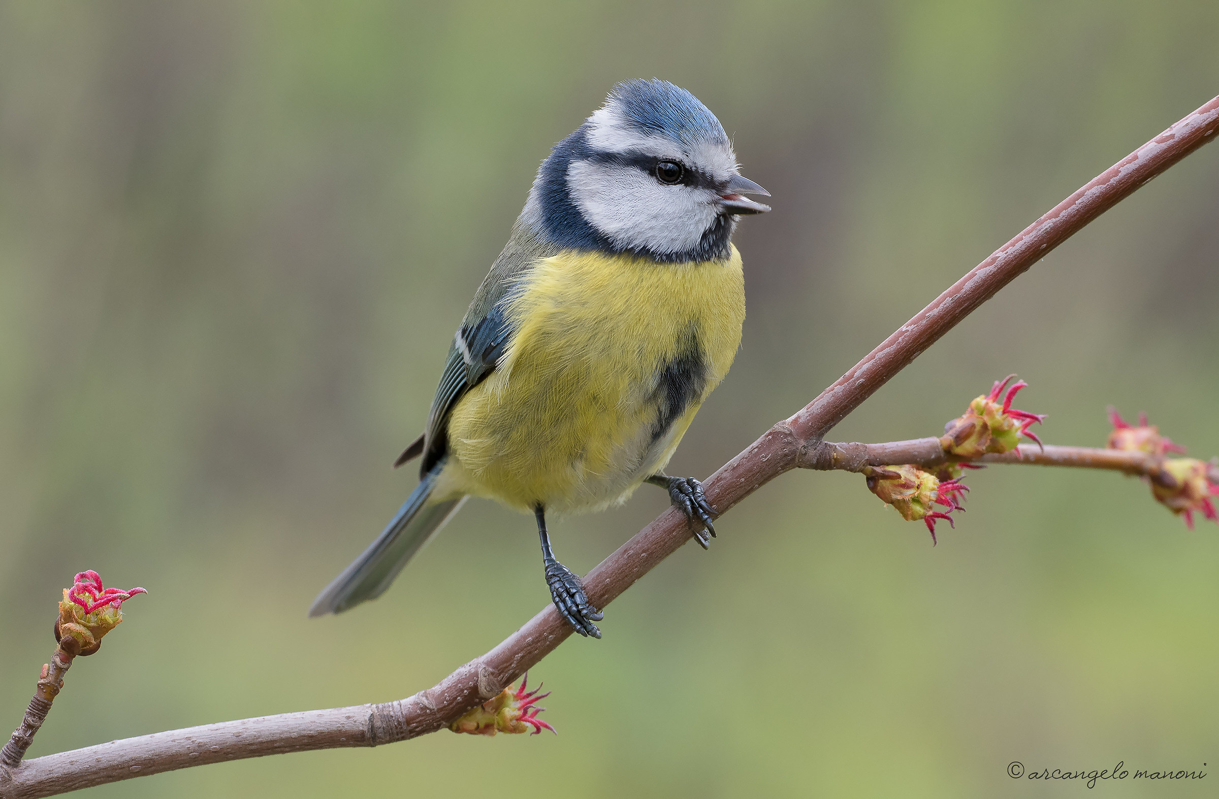 torches lit on the spring path of the titmouse