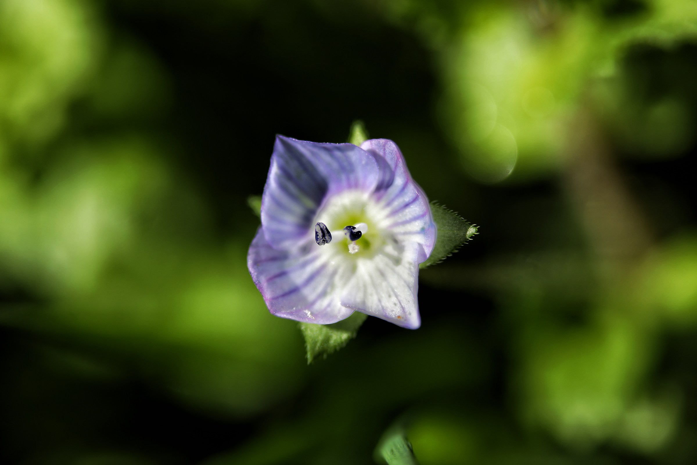 Myosotis (eyes of the madonnina)