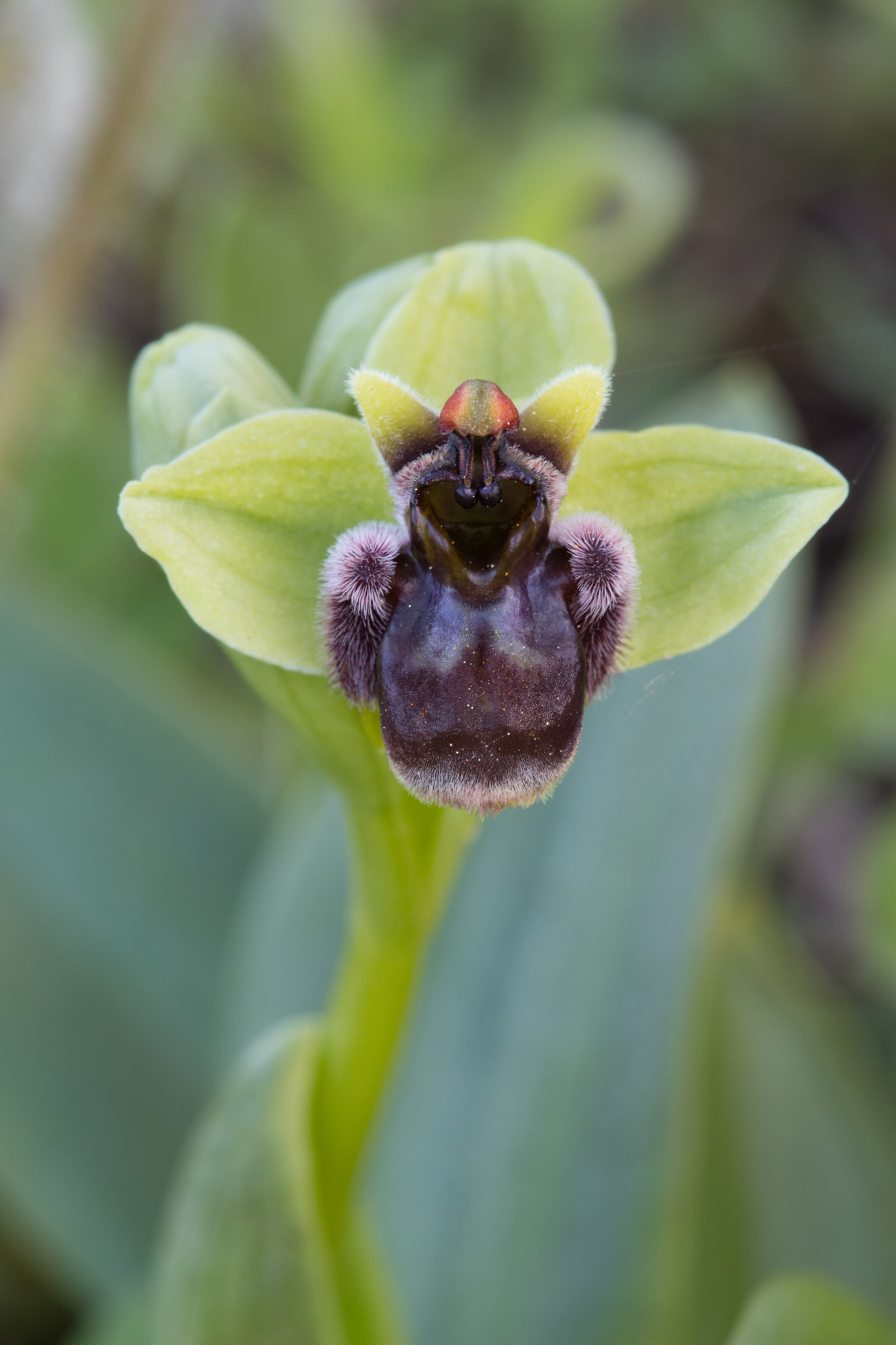 Ophrys bombyliflora