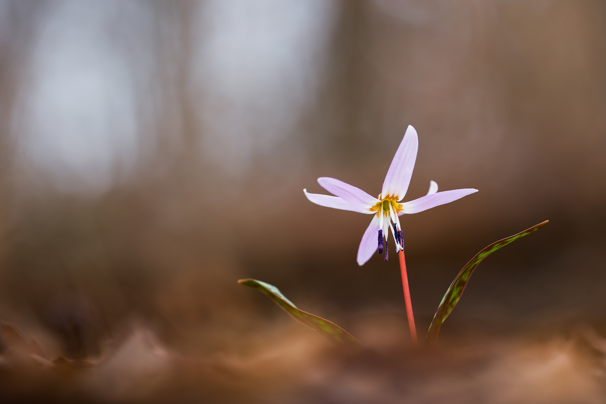Erythronium dens-canis