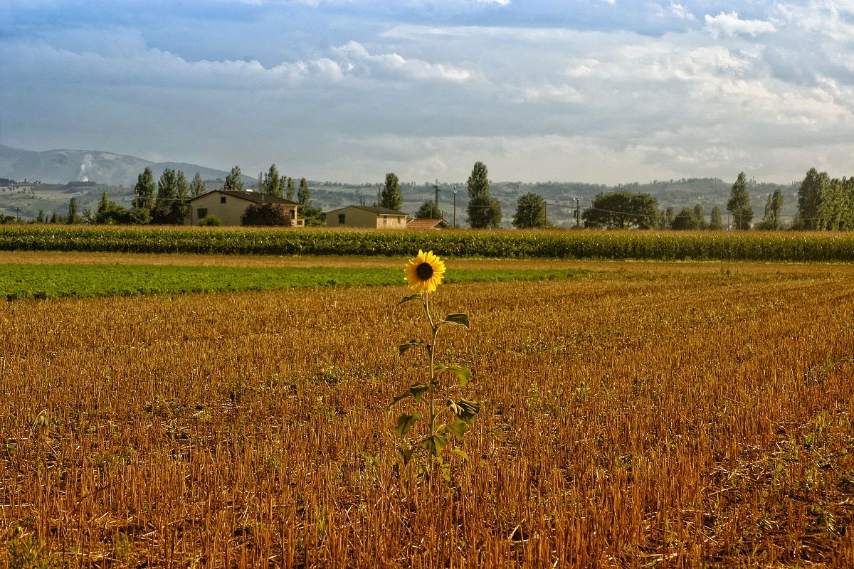 un girasole