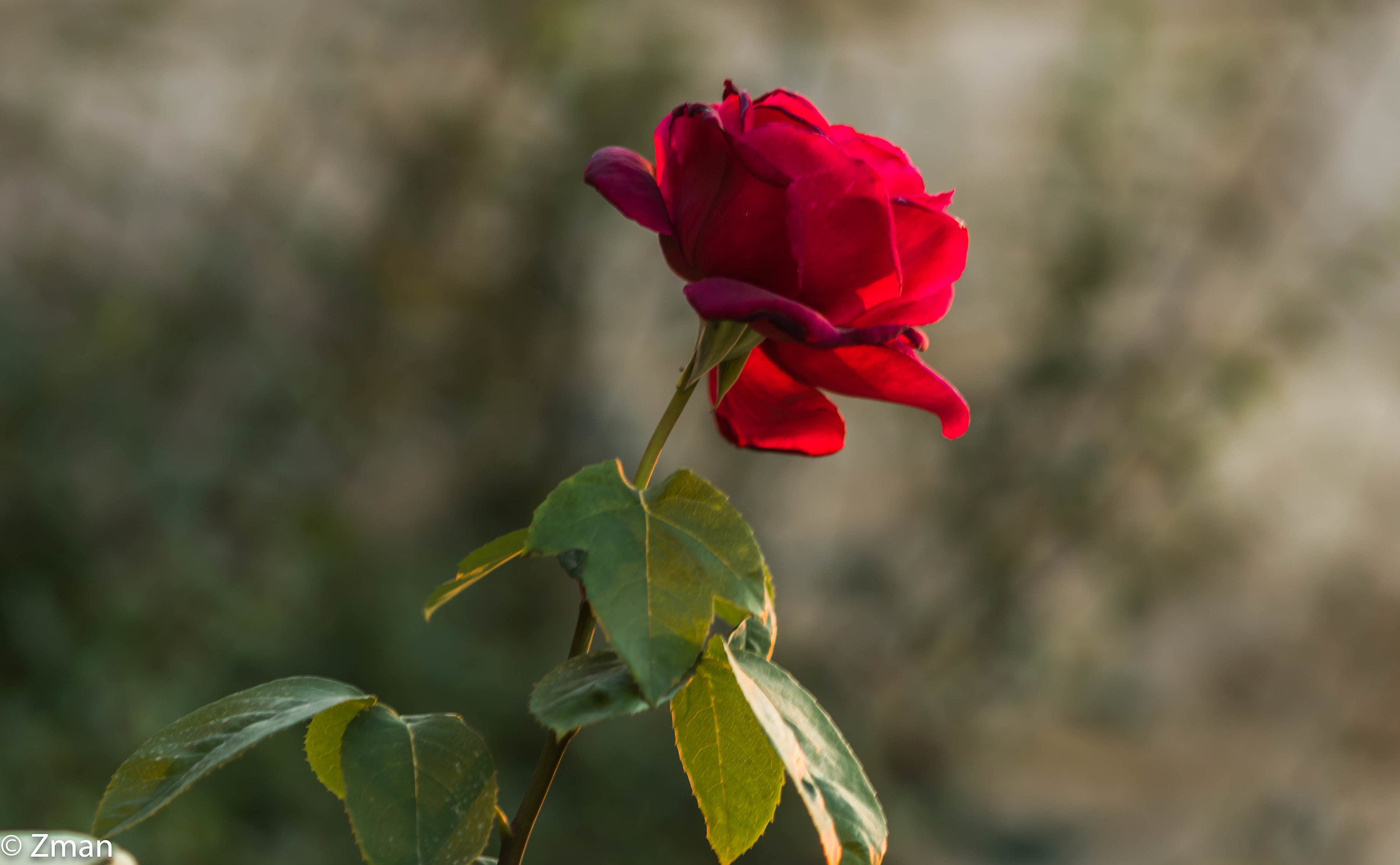 Rose rosse