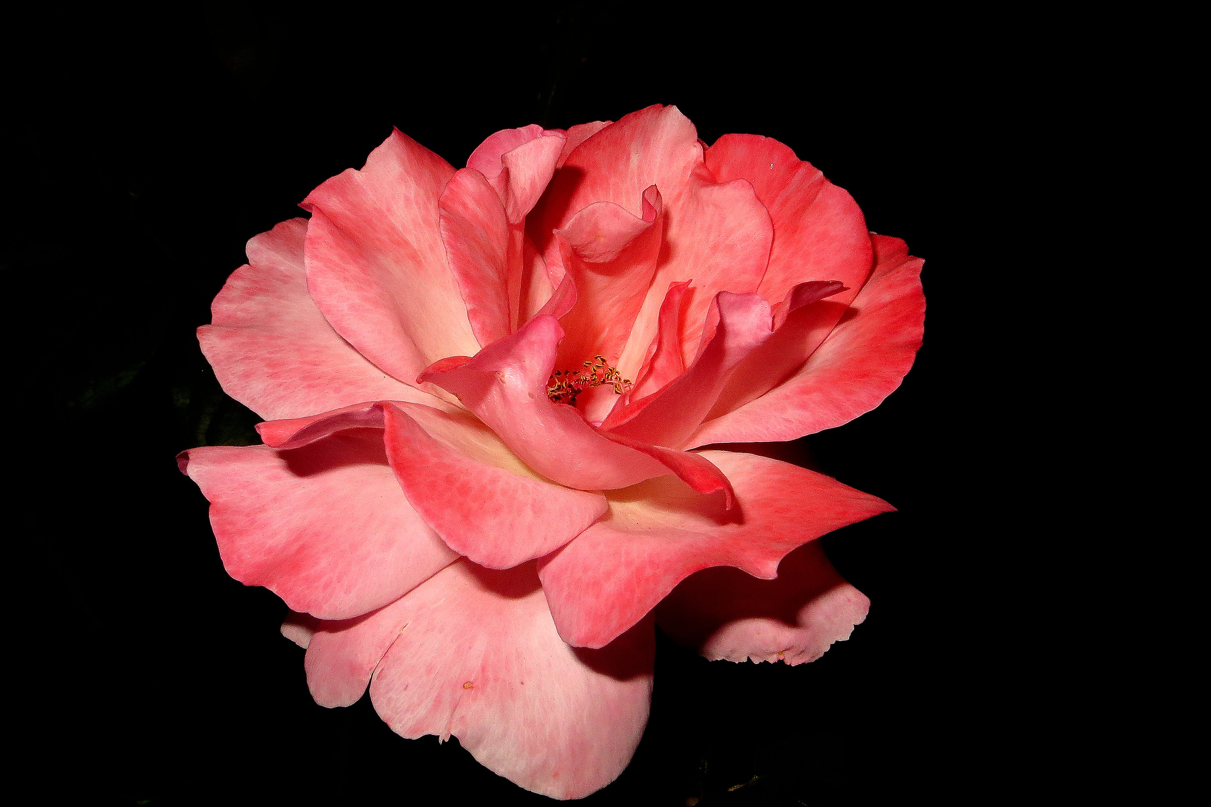 Rosa di sera