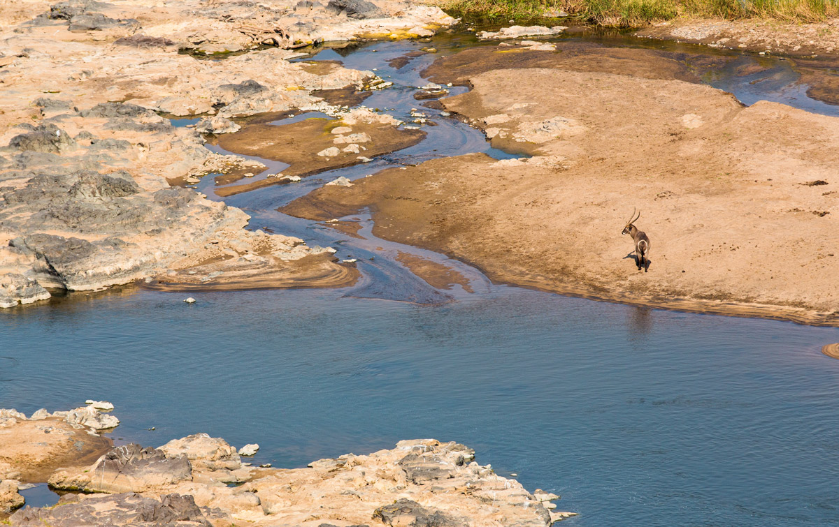 Antilope d'acqua sull'Olifants