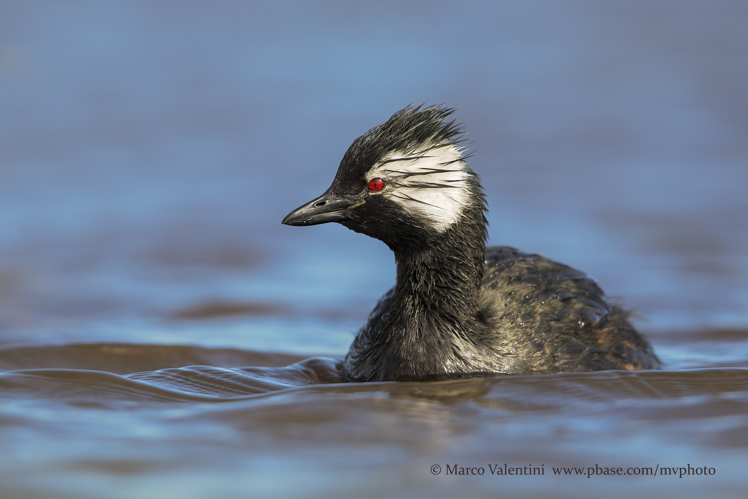 The eye of the grebe