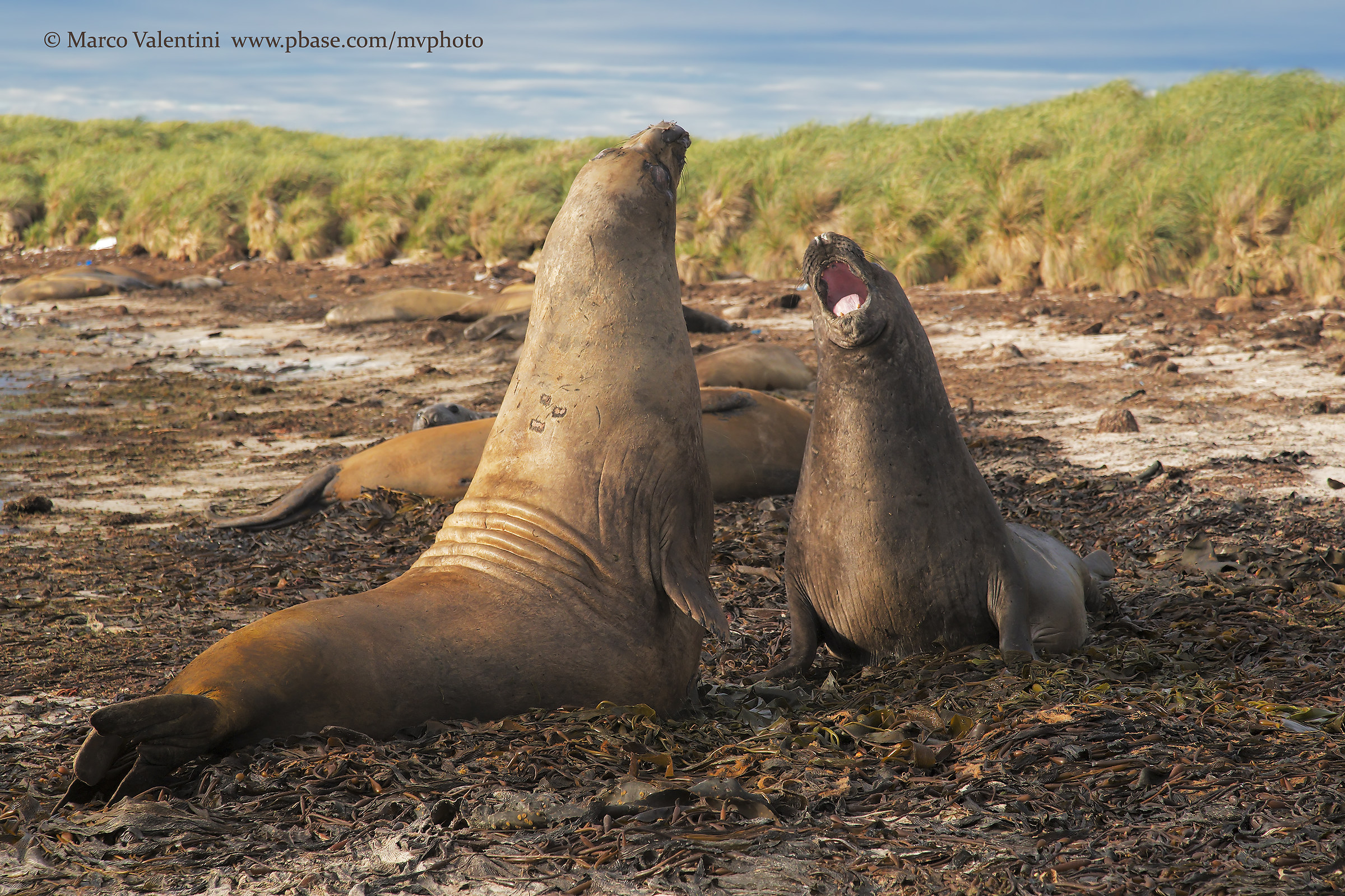 Marine elephants