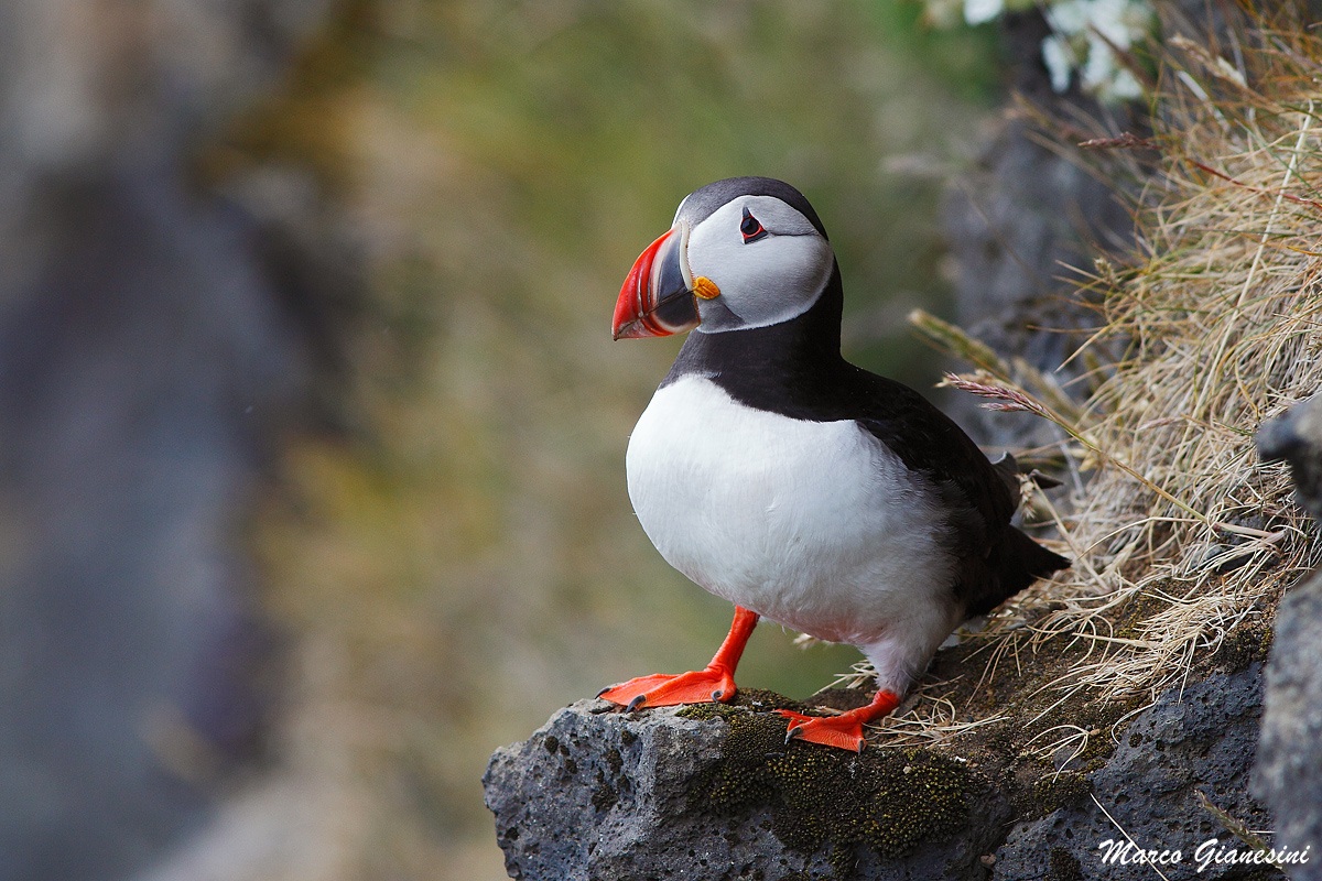 Pulcinella di mare Islanda