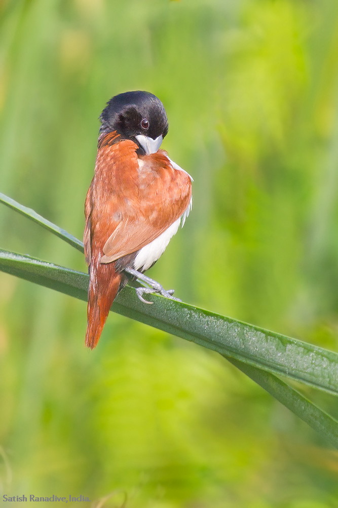 Preening Black Headed Munia.