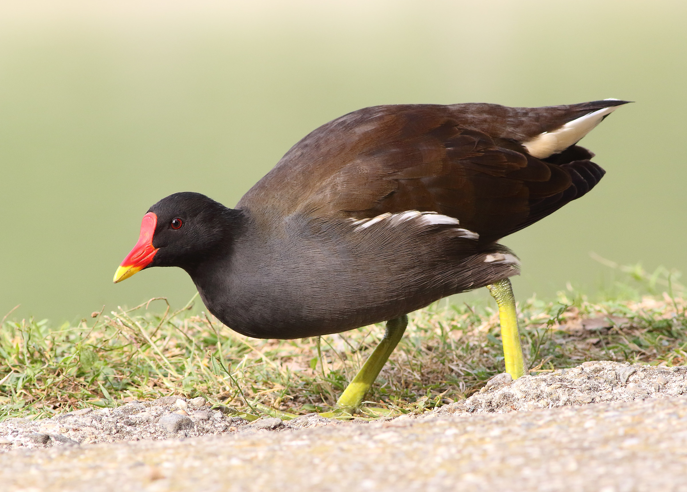 Moorhen