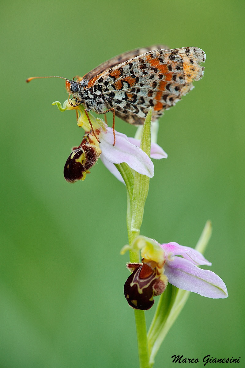 Farfalla su orchidea