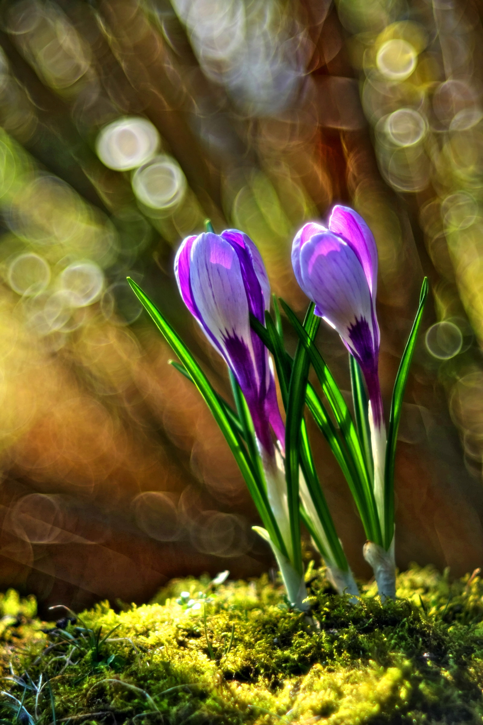 Crocus Fantasy