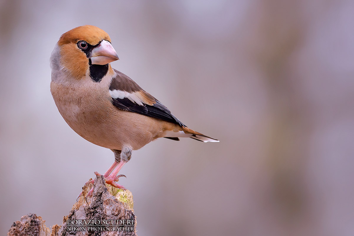 Coccothraustes coccothraustes