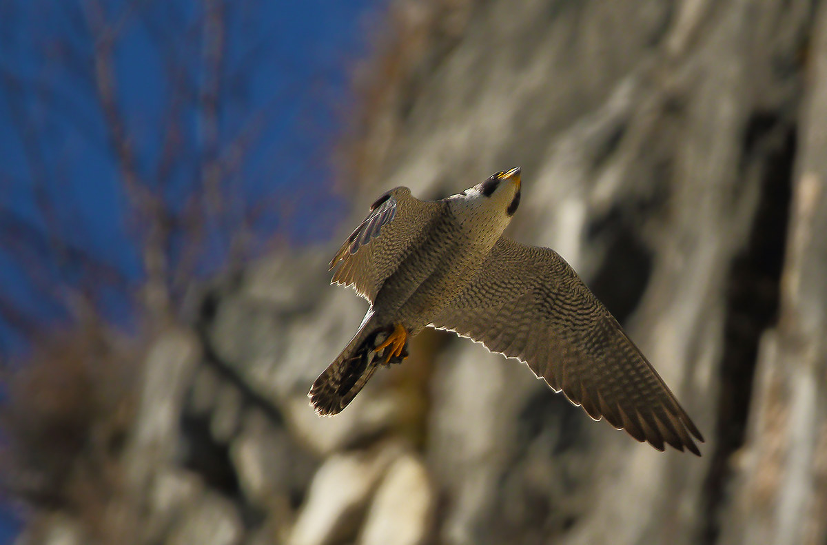 pilgrim with mountain swallow .... in spite of himself
