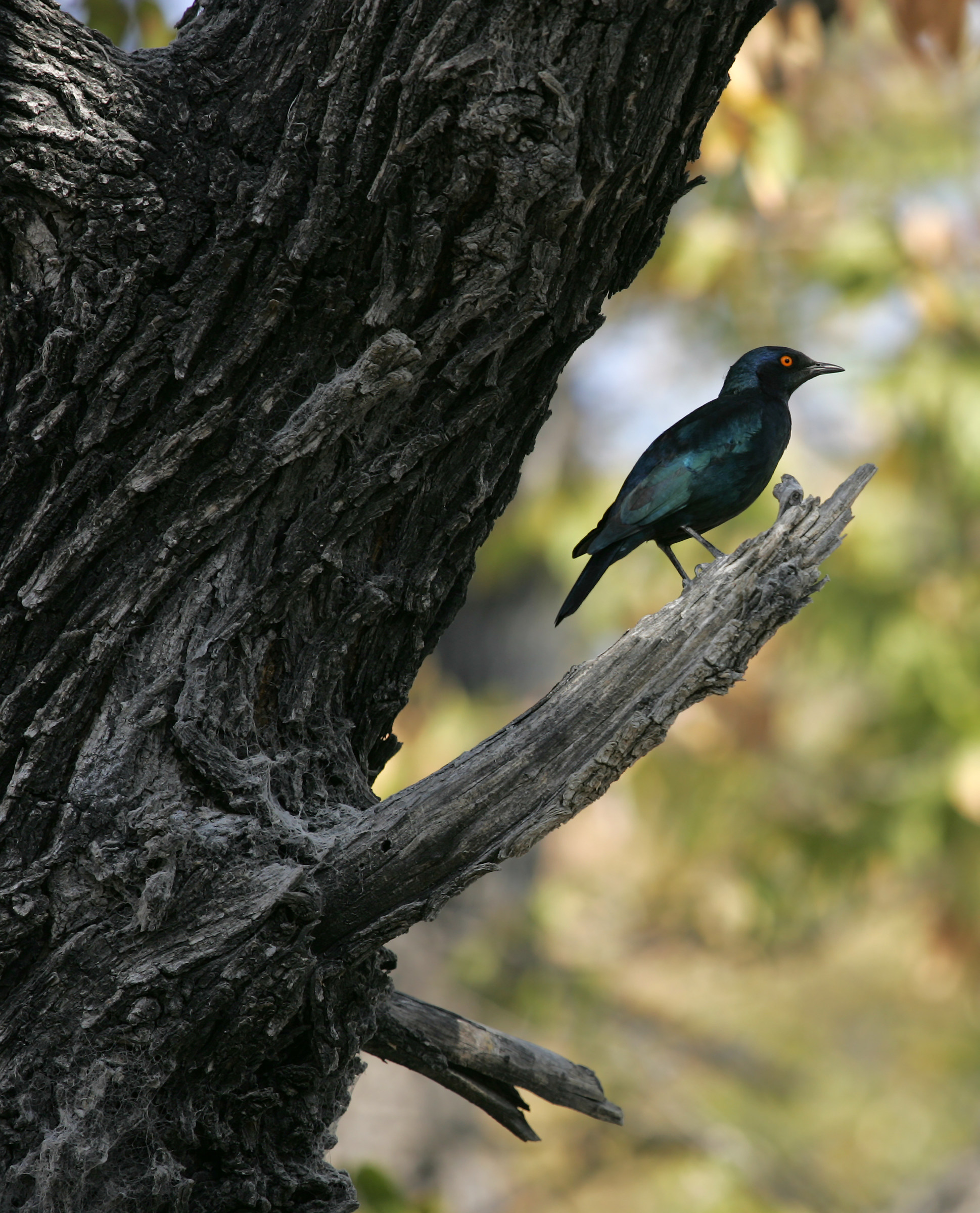 Glossy starling (Lamprotornis purpuropterus)