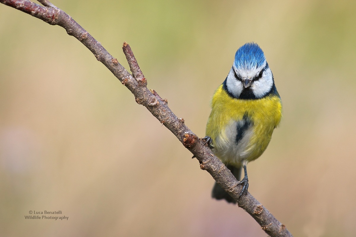 Blue Tit