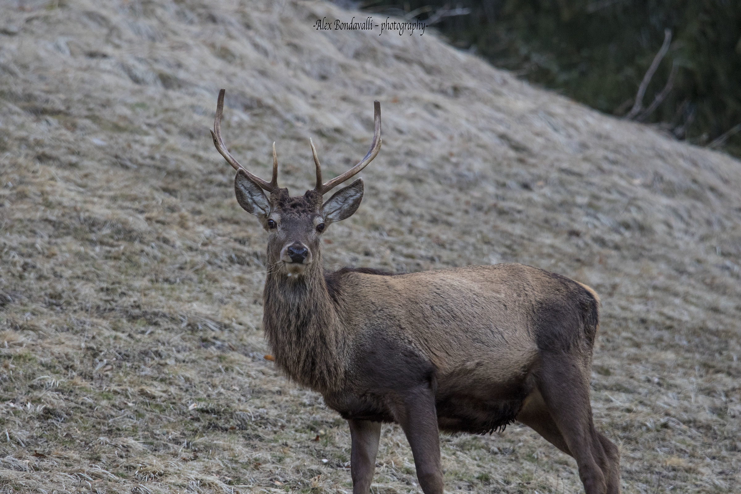 Looking for some lawns to feed yourself after the winter