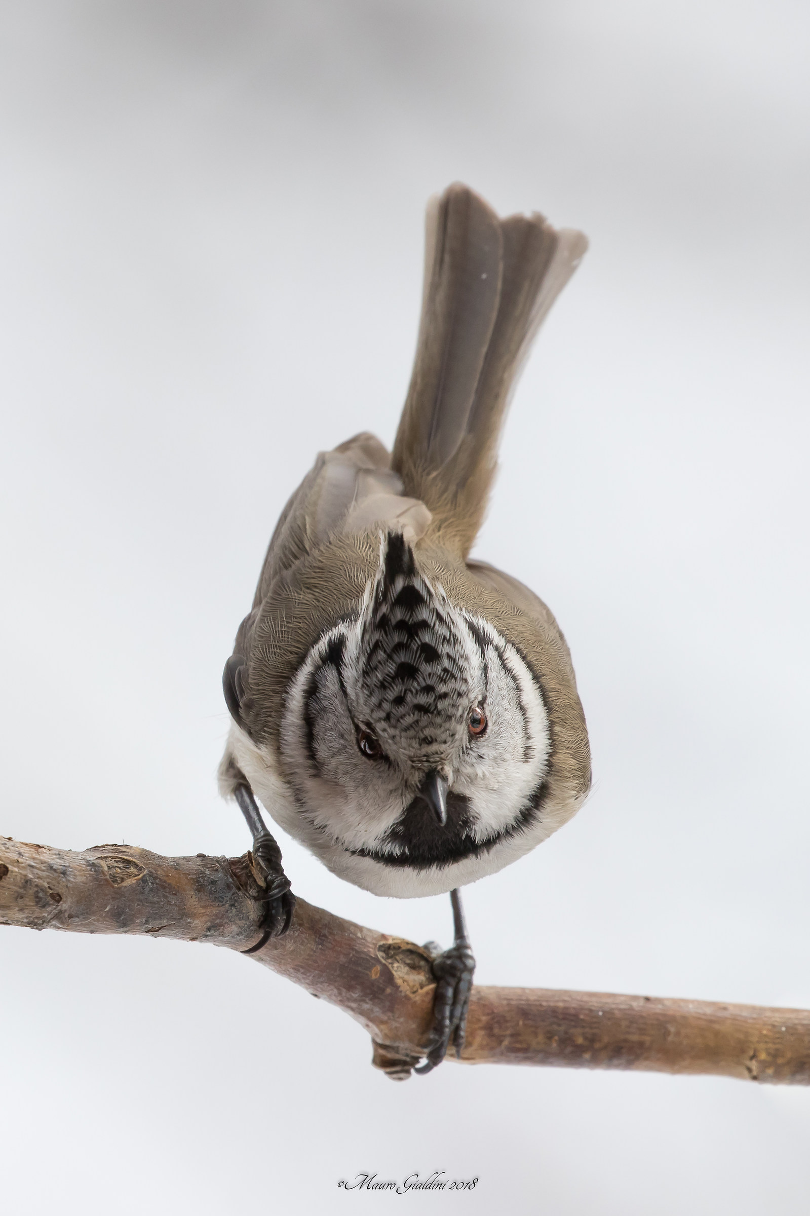 Crested tit