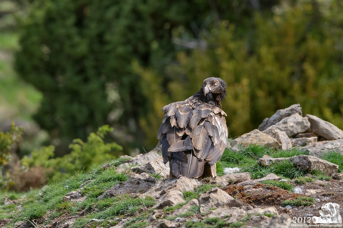 T'ho beccato!!! (Gipeto)