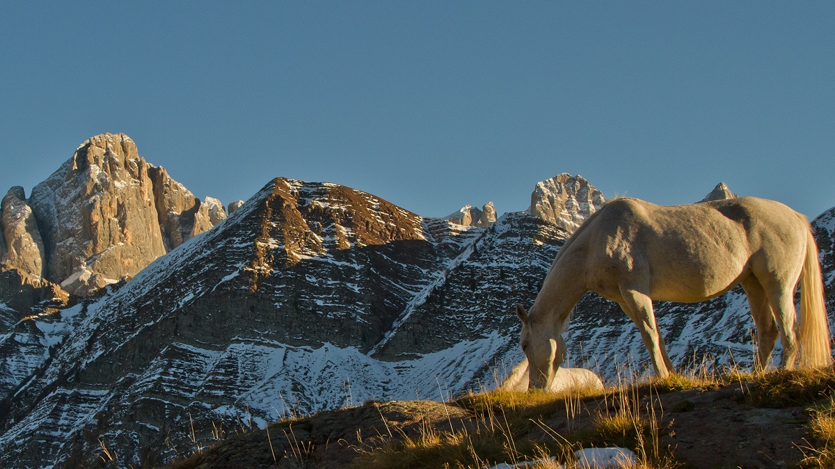 Grazing in the Dolomites