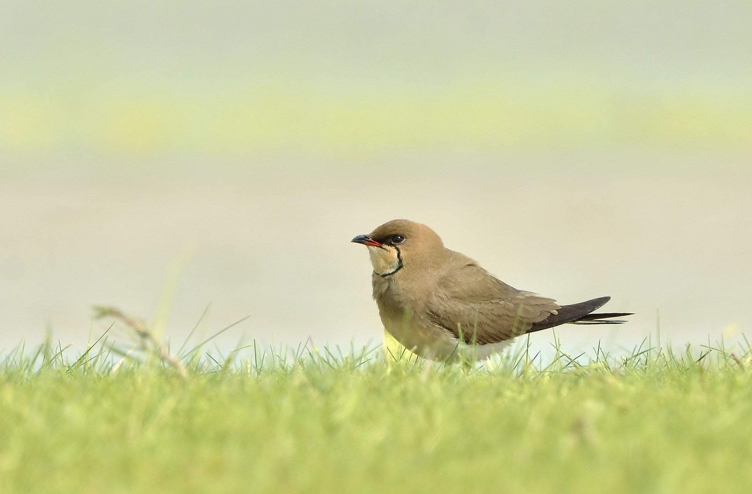 The partridge of the sea