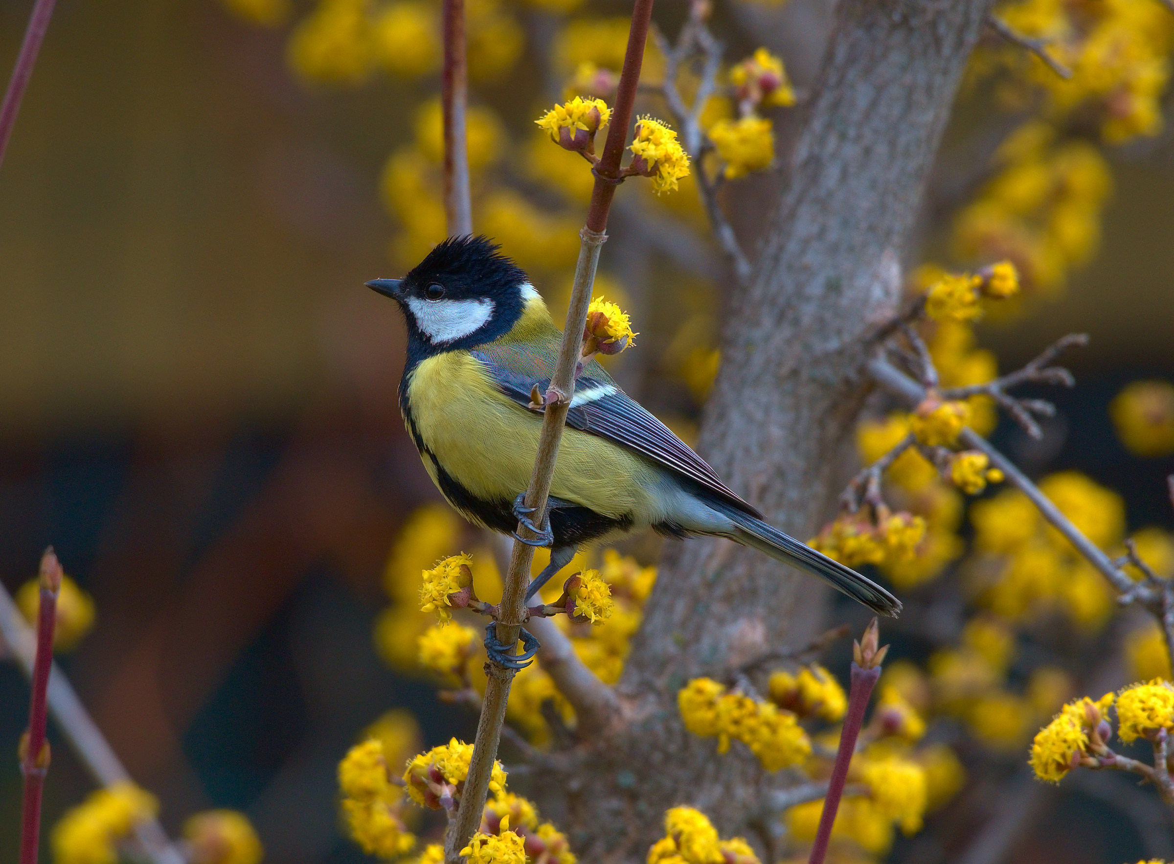 Great tit on dogwood