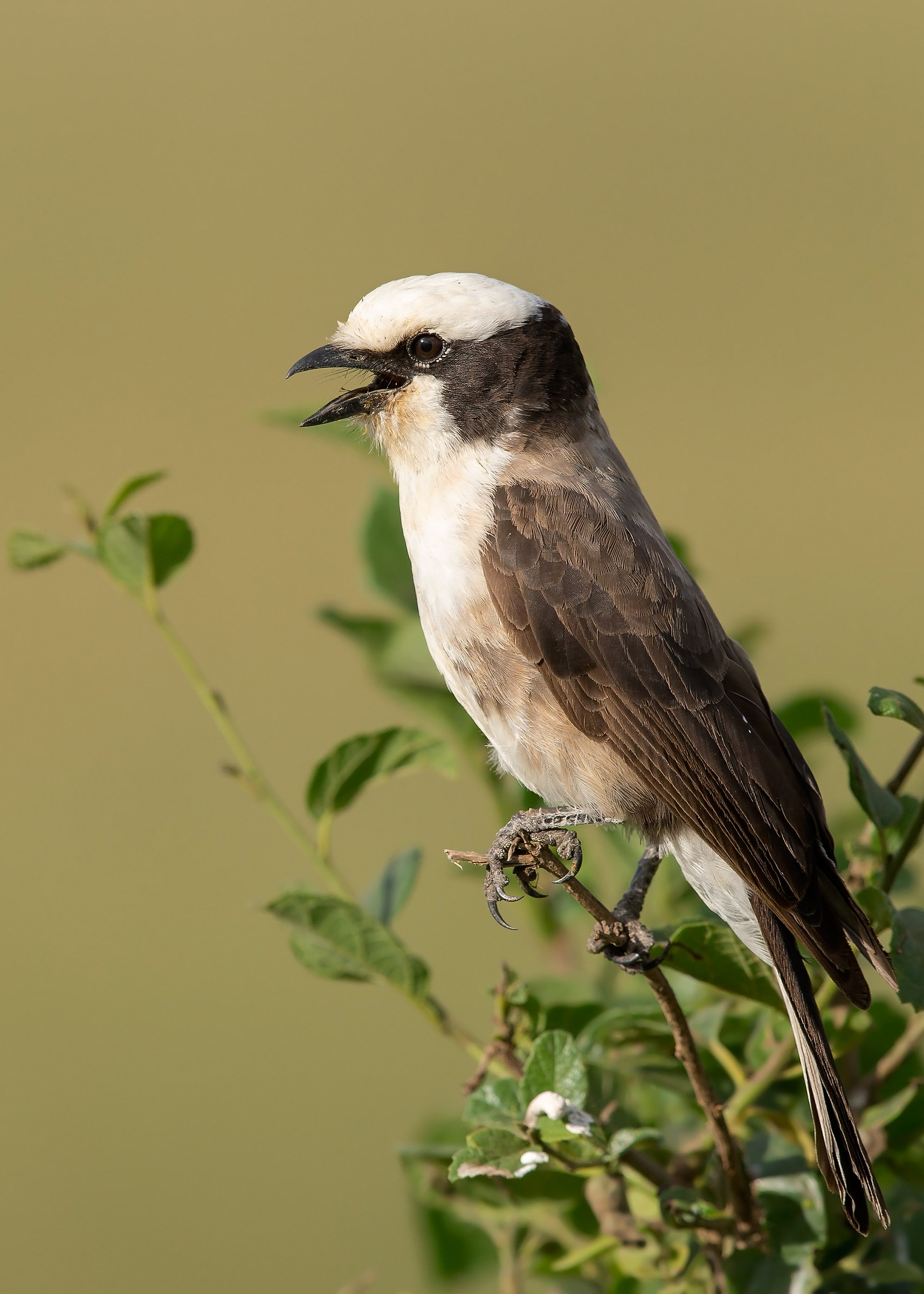 Averla groppabianca (Eurocephalus rueppelli)
