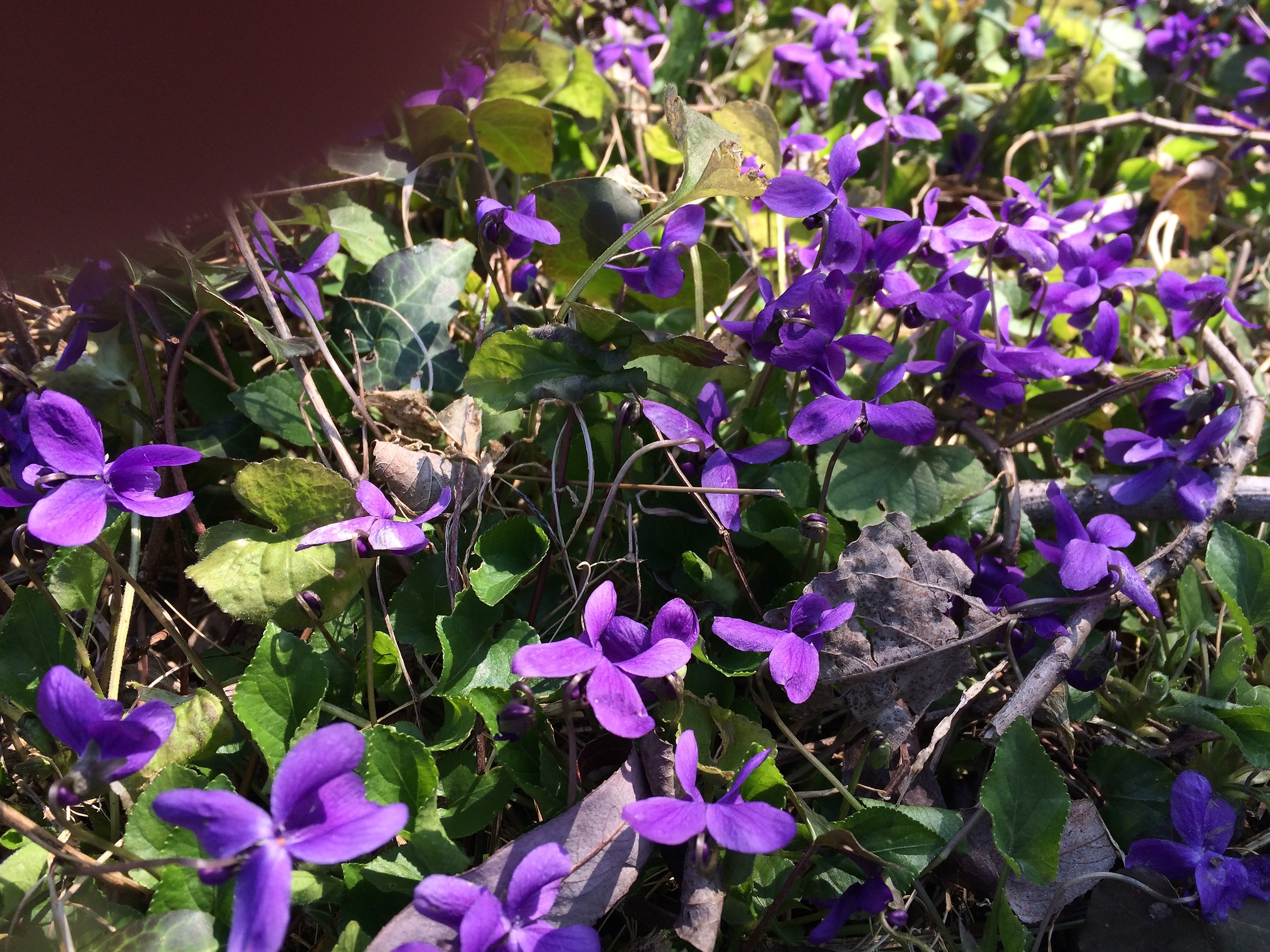 first violets in March