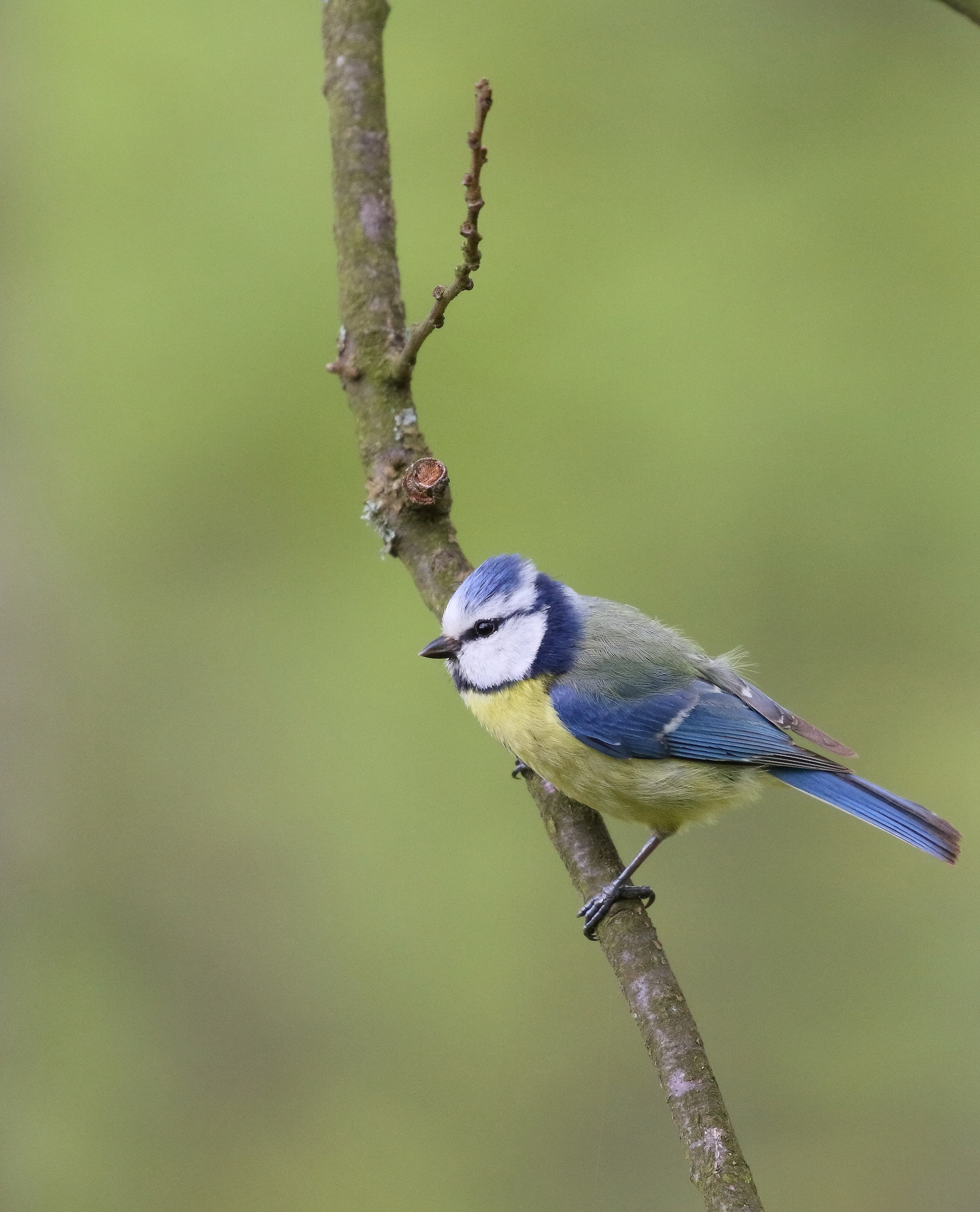 Eurasian blue tit