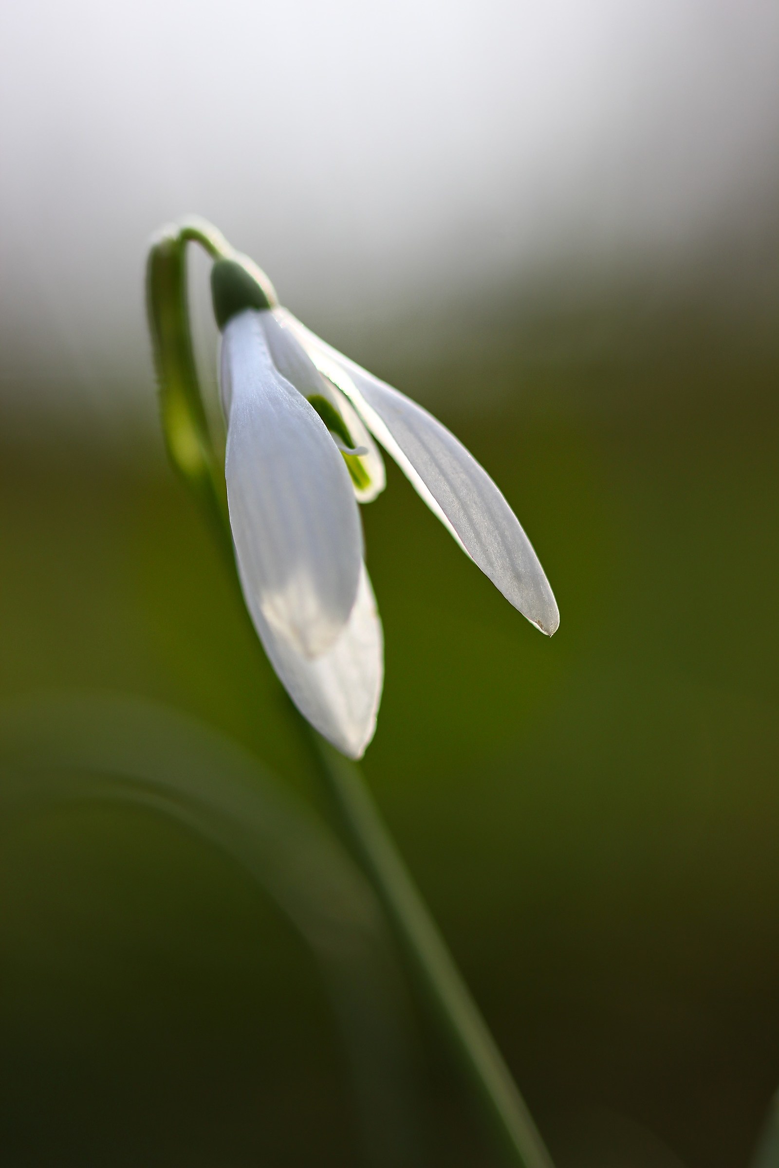 snowdrop