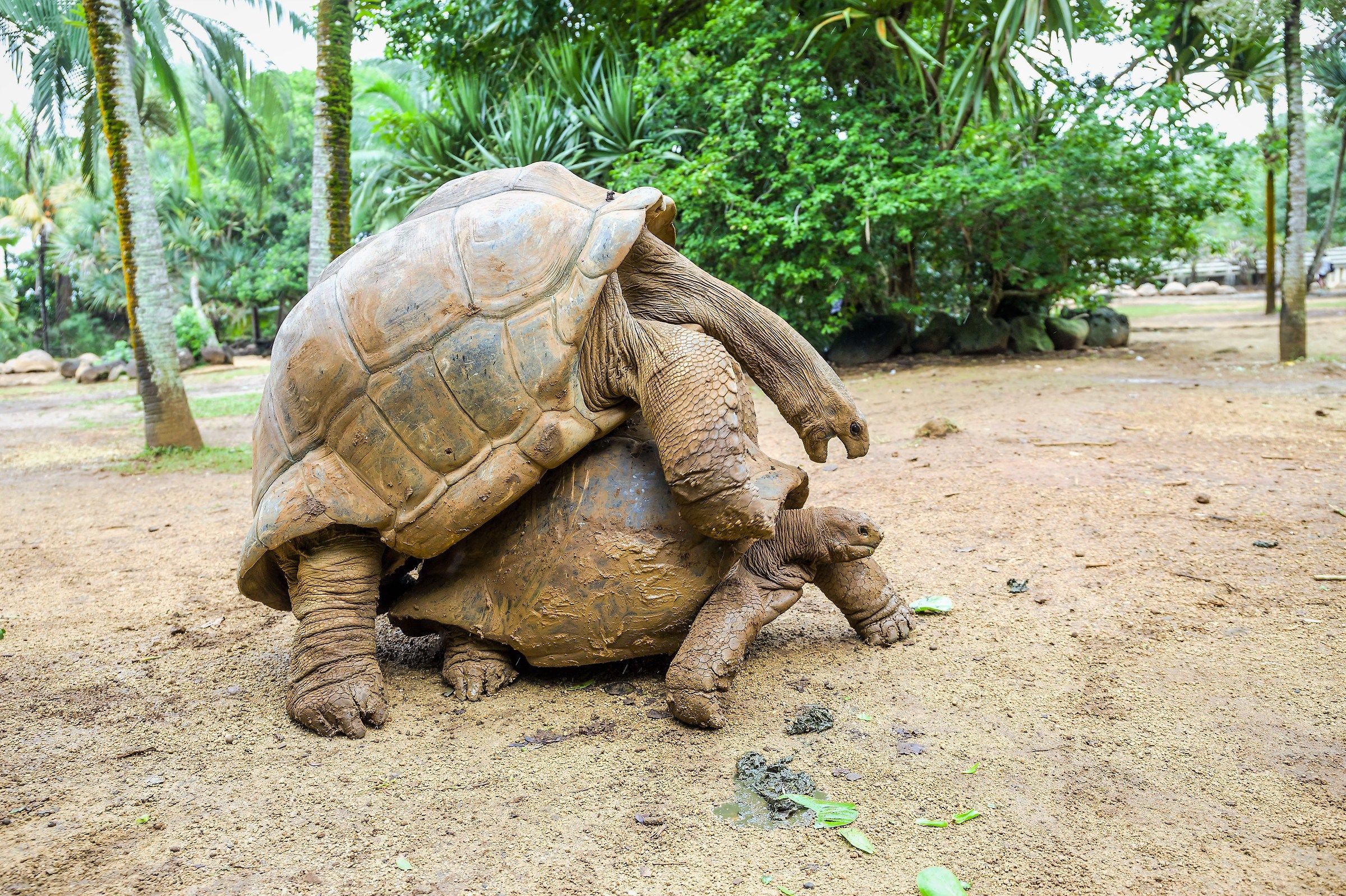 "na cosa svelta però"