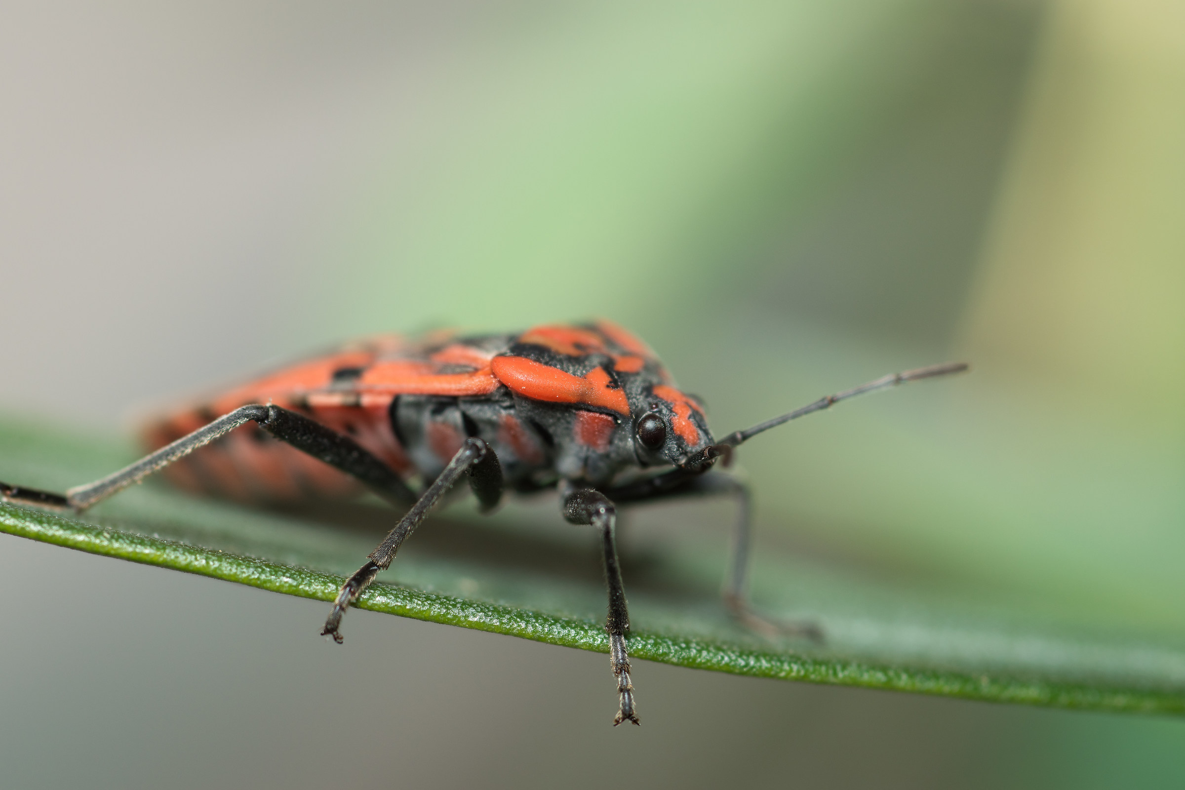 Pyrrhocoris apterus