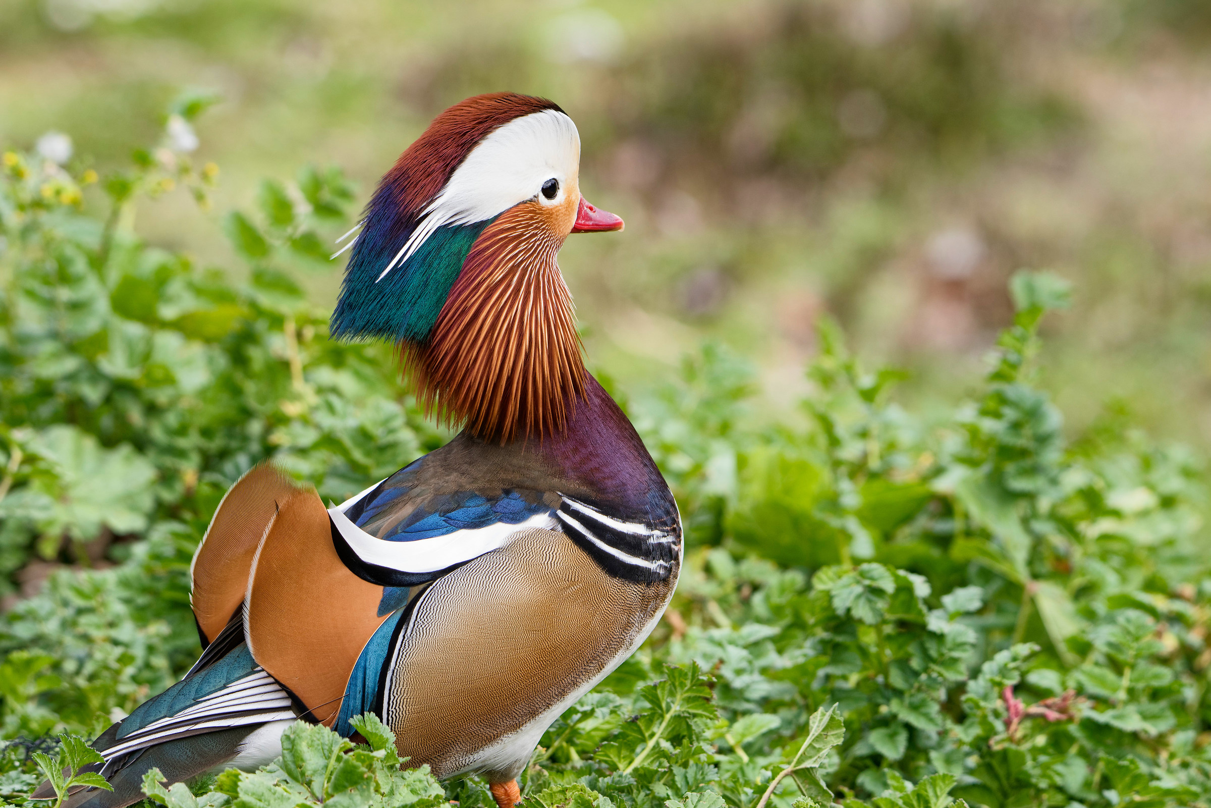 Mandarin duck