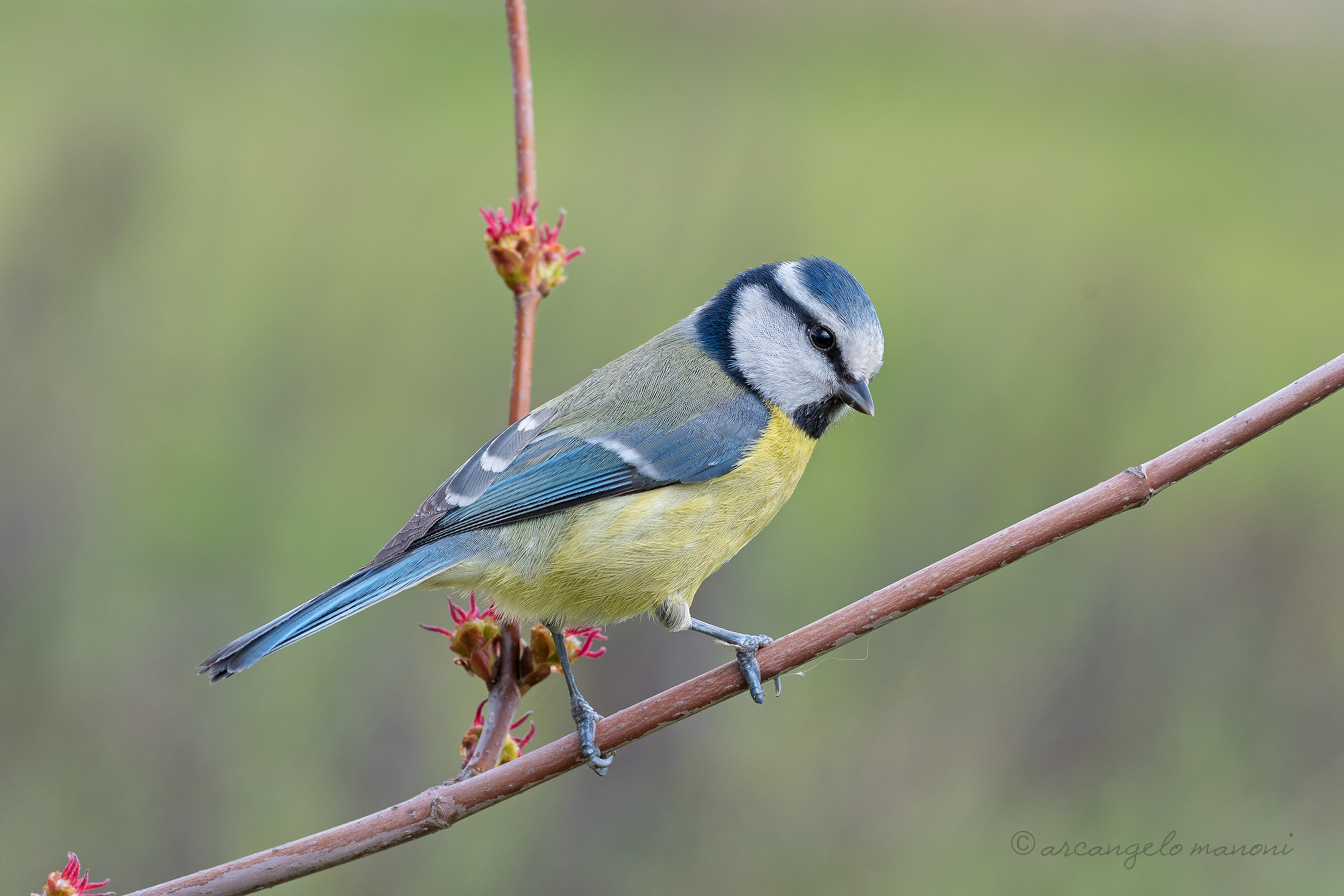 Blue tit among the gems