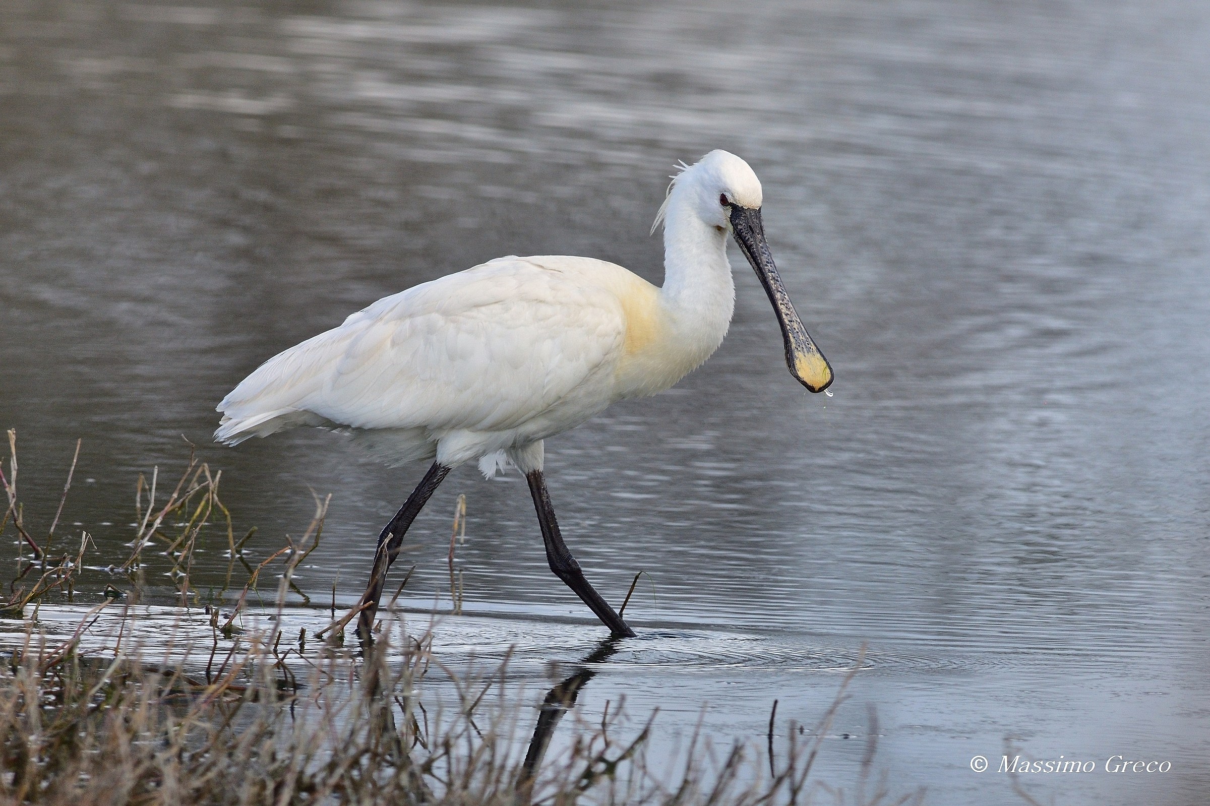 Spatola (Platalea leucorodia)