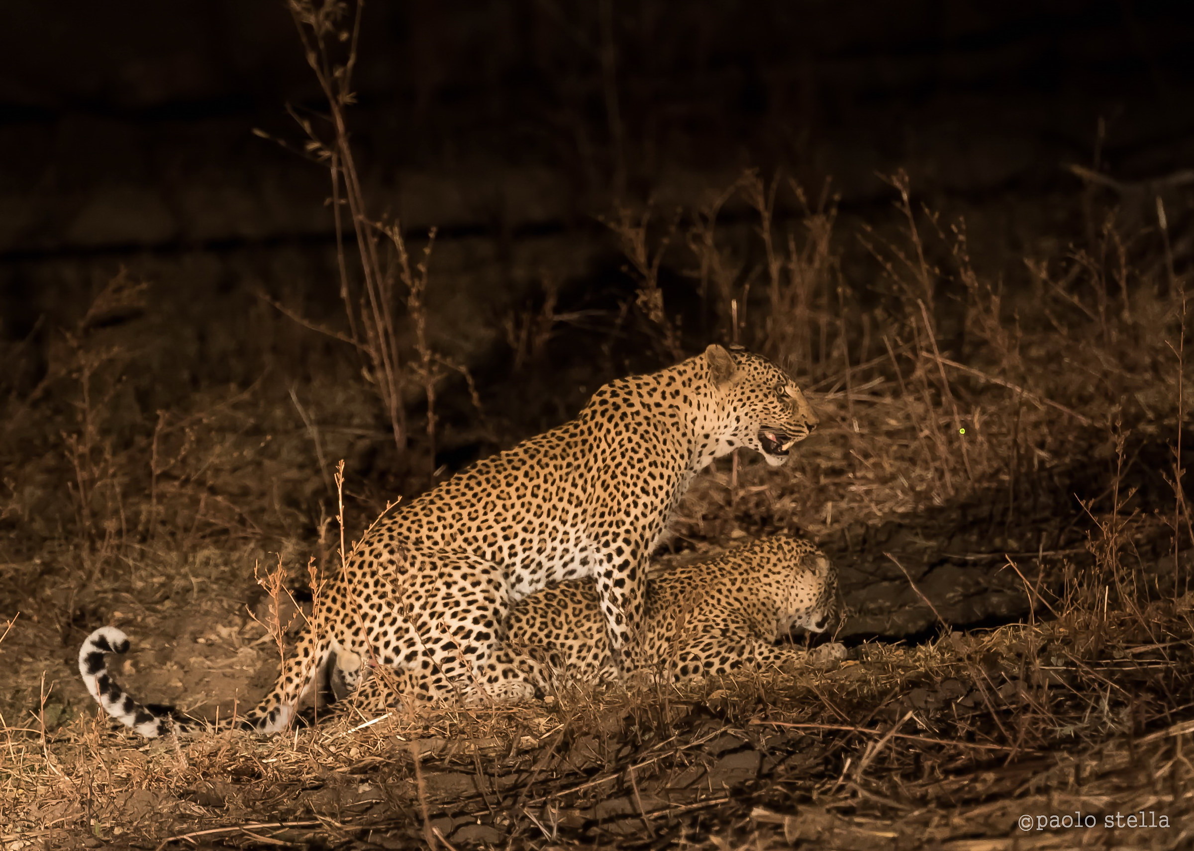 mating leopards