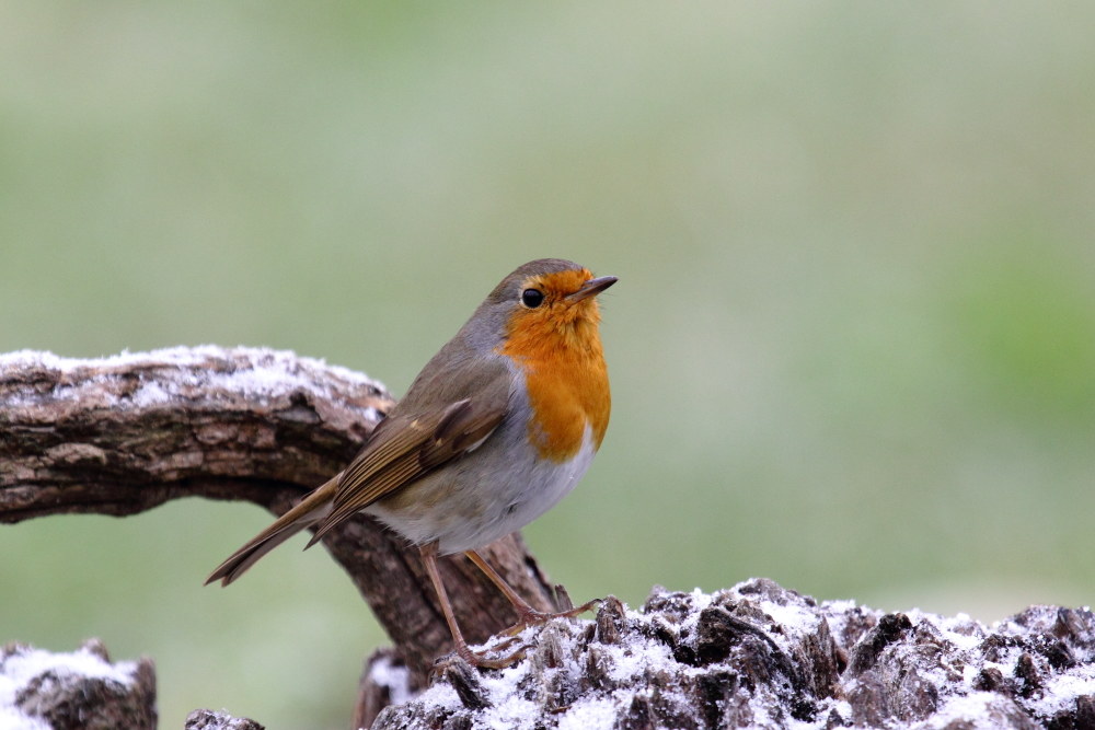 Pettirosso (Erithacus rubecula)