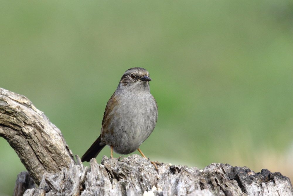 Passera scopaiola (Prumella Modularis)