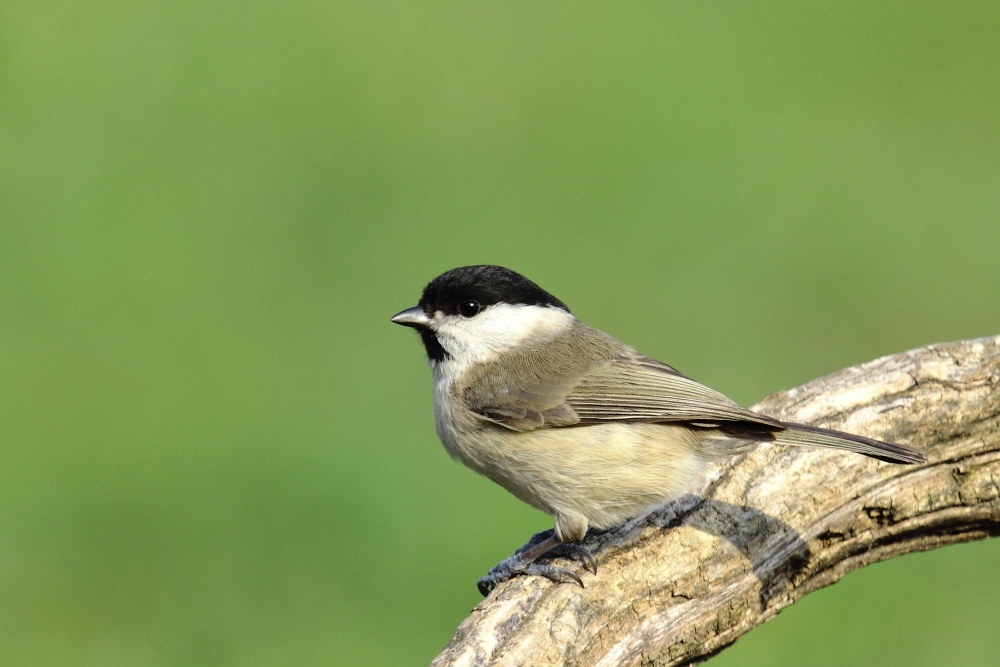 Cincia Bigia (Poecile palustris )