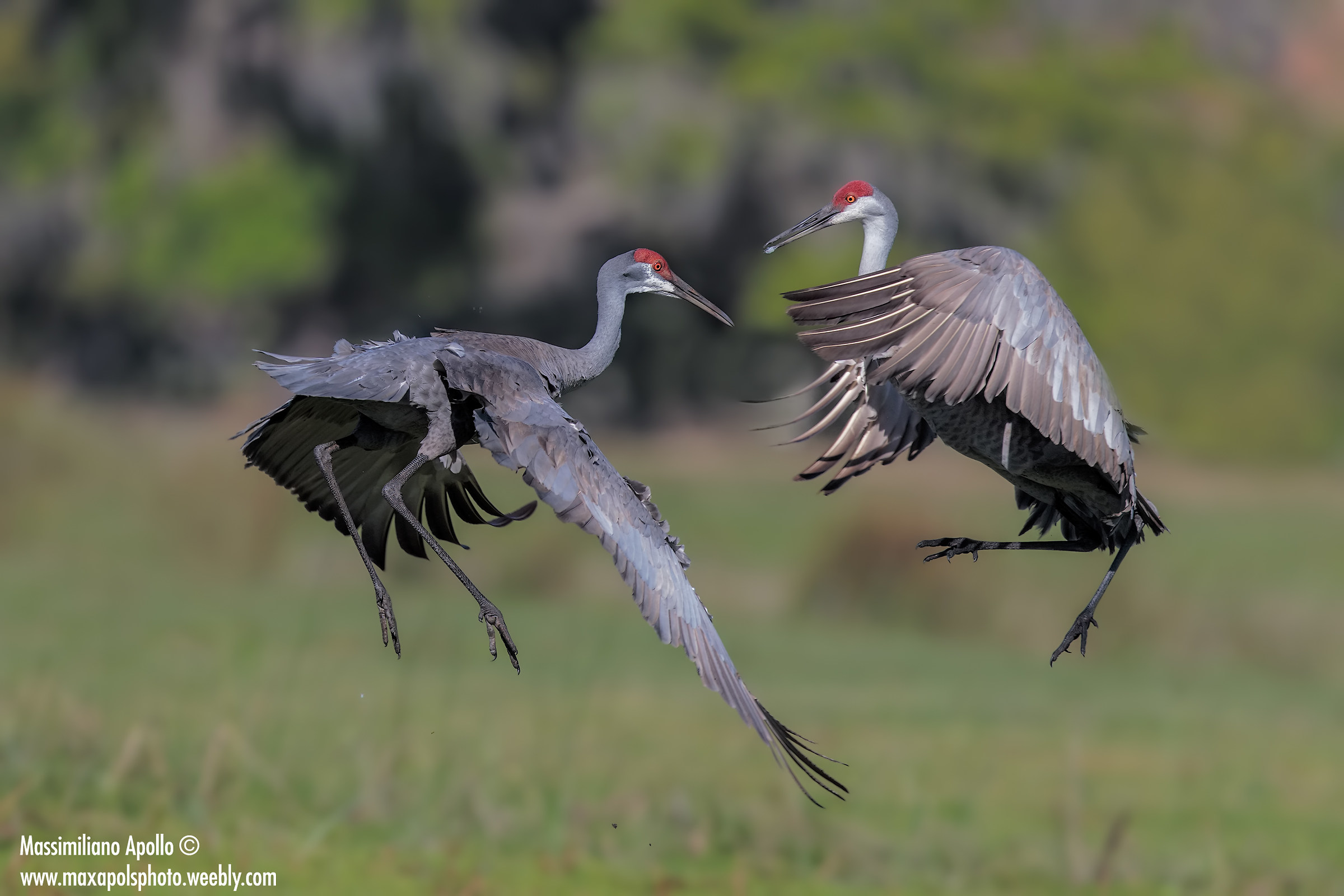 Sandill crane in fight...