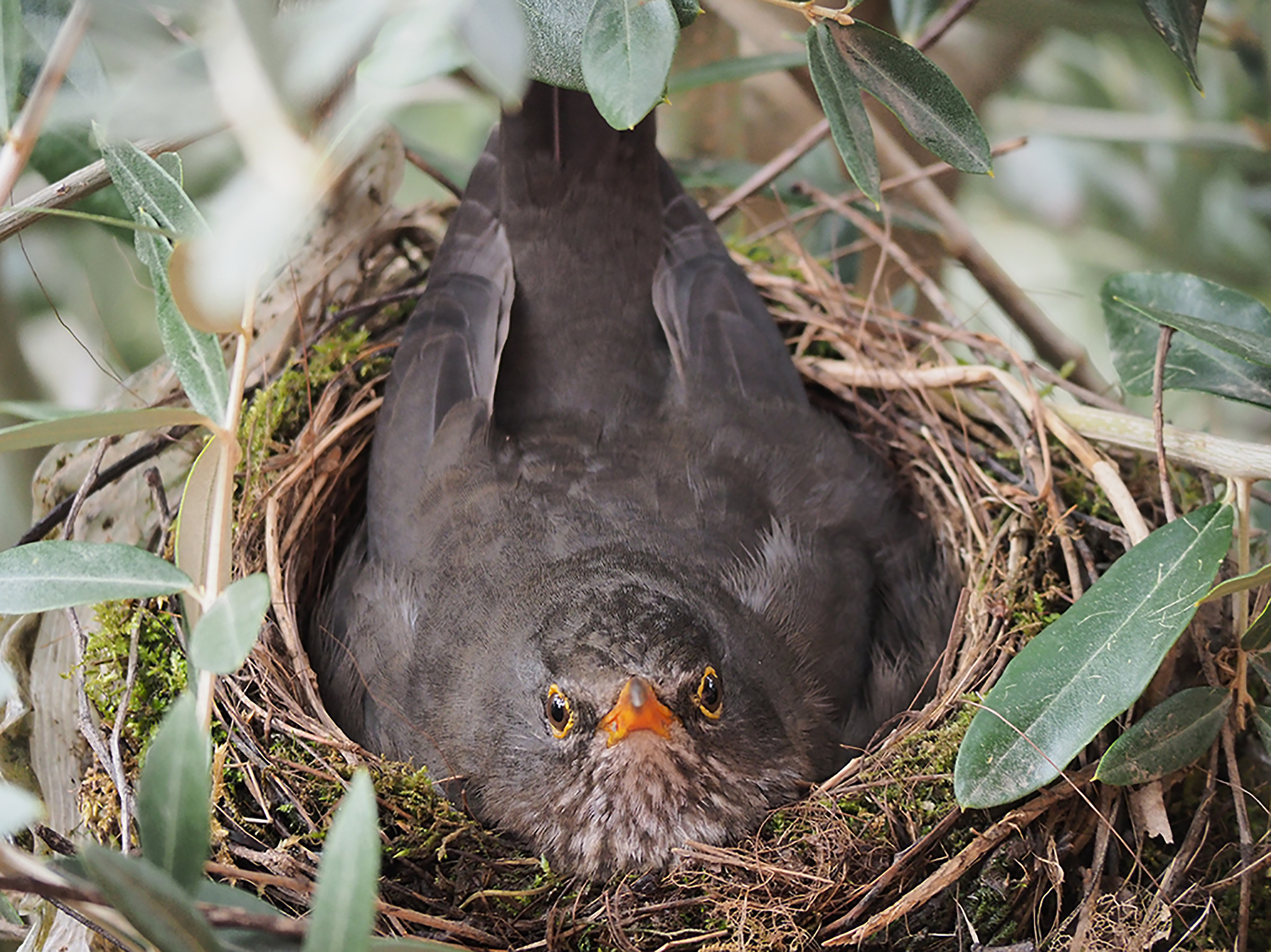 Sorry! Can I brood in peace?