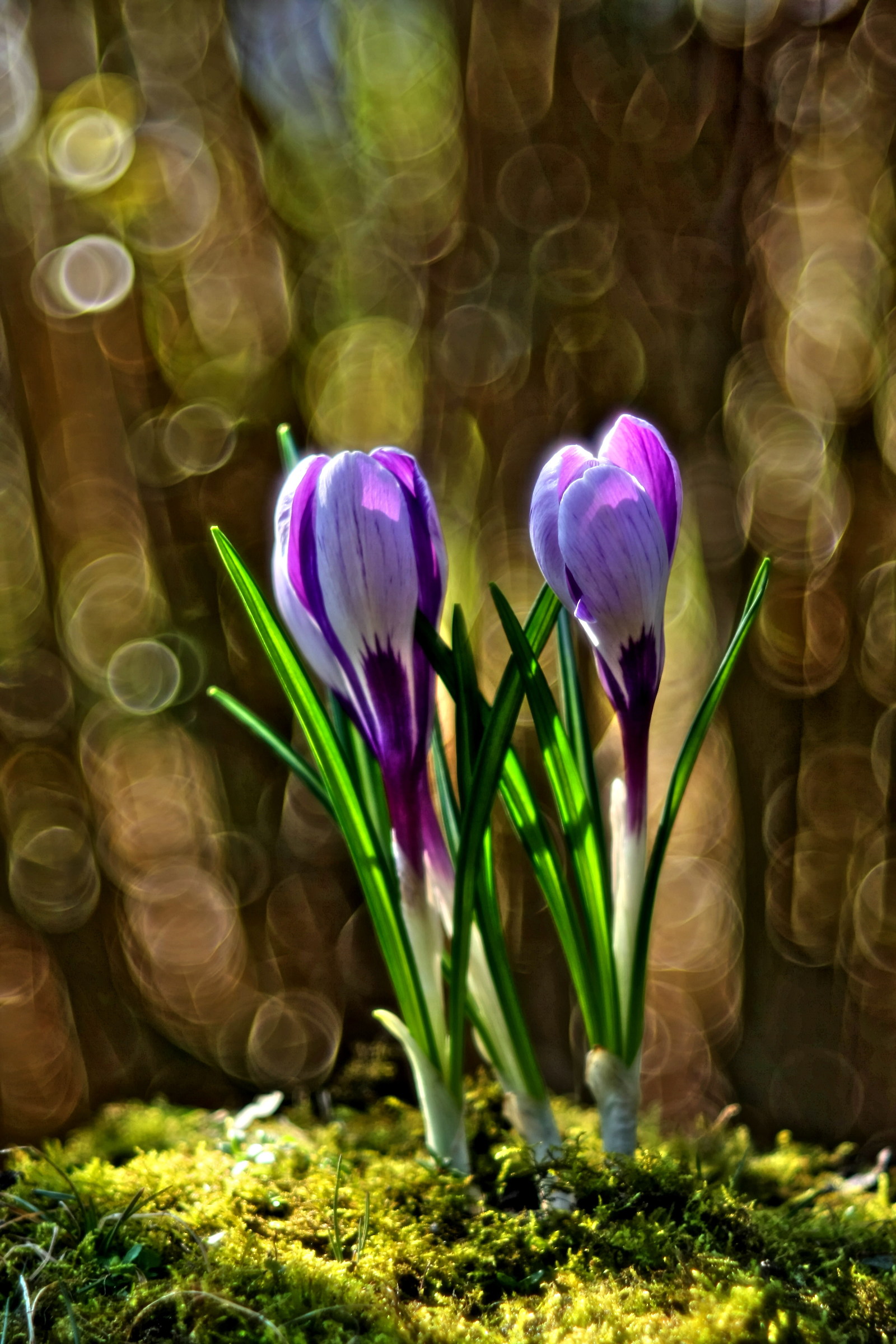 Crocus With Bubbles