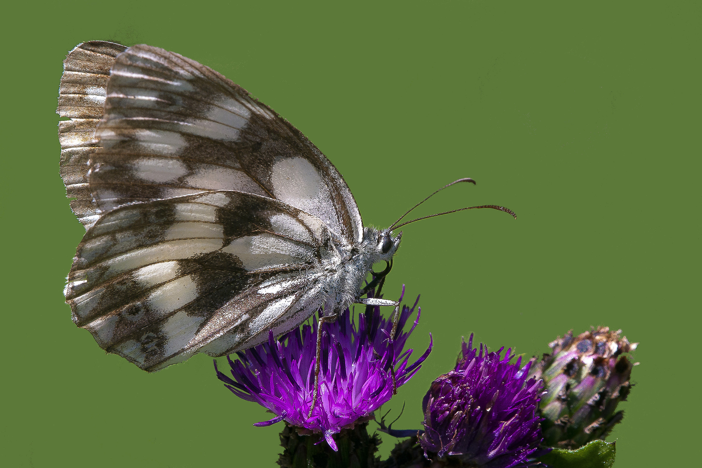 Melanargia galathea