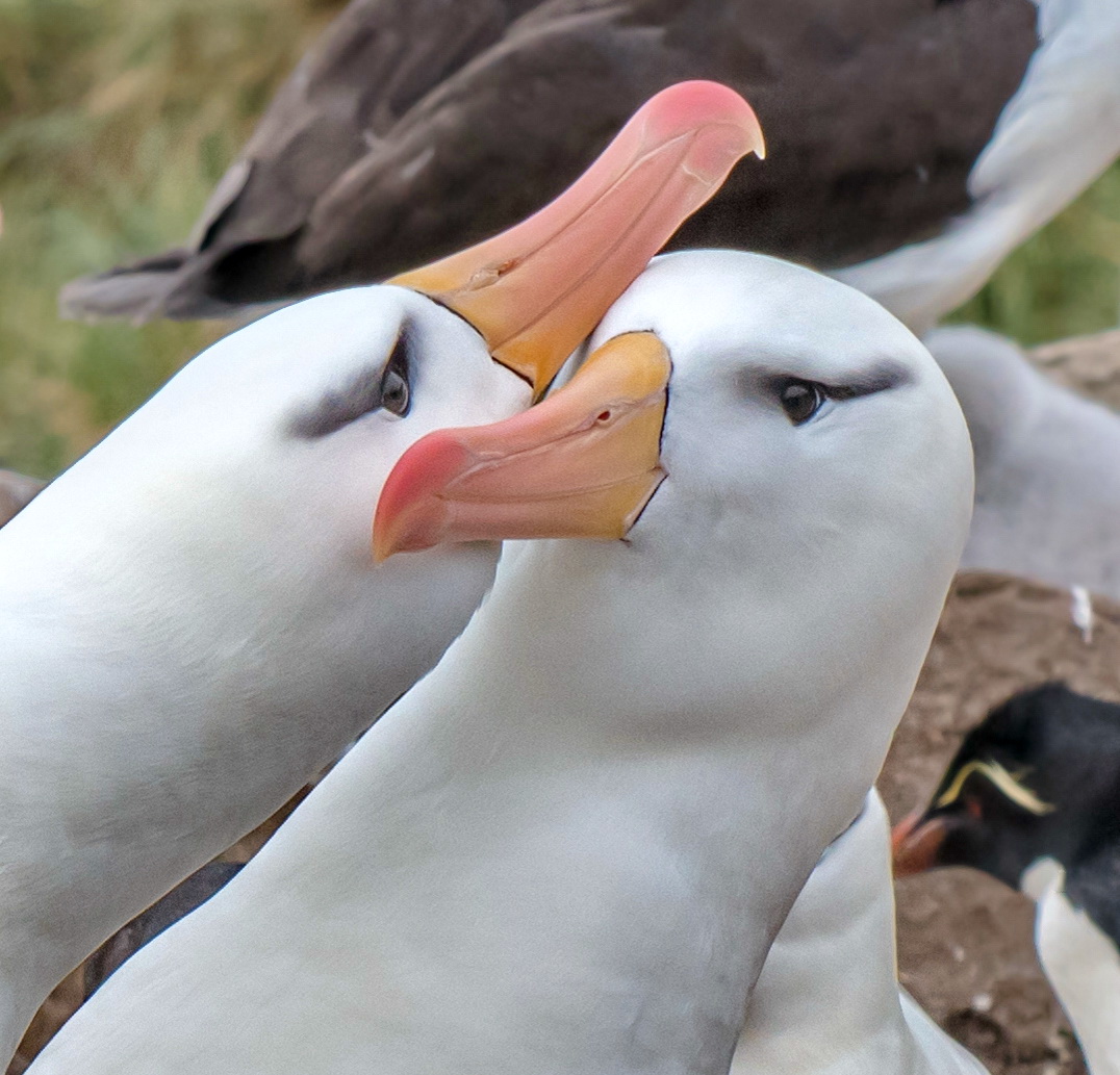 corteggiamento albatross