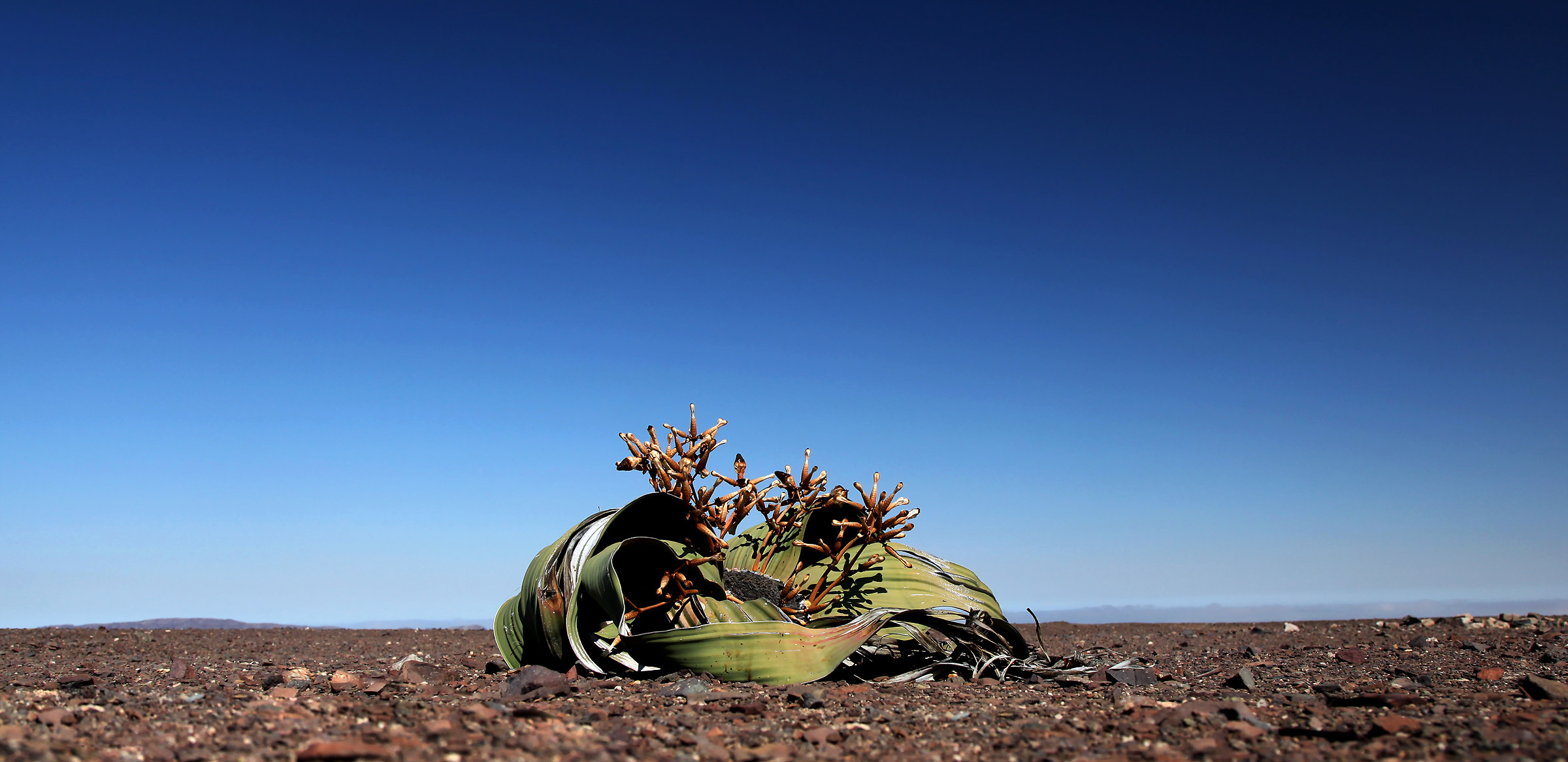 Welwitschia mirabilis