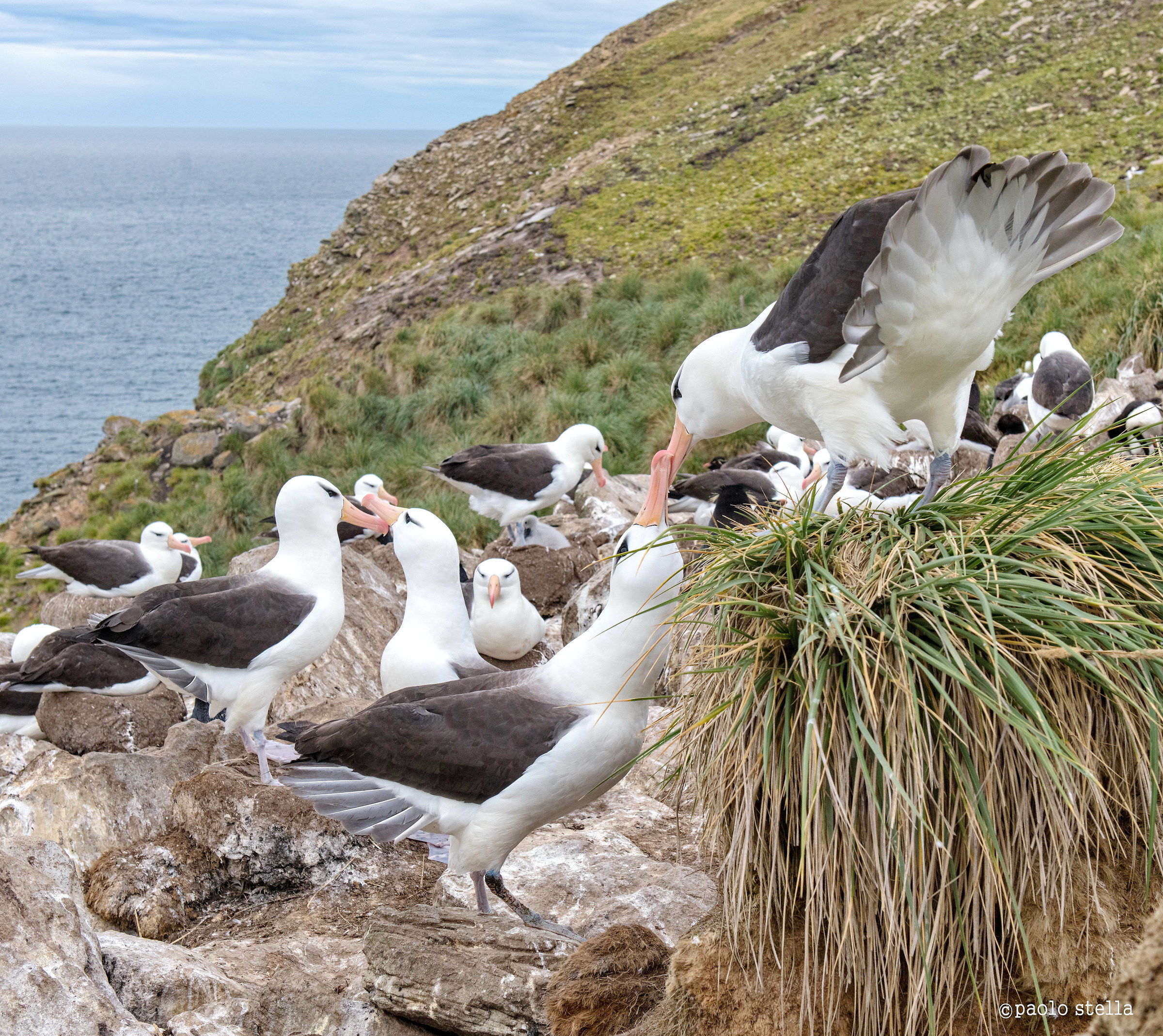 rituali del corteggiamento